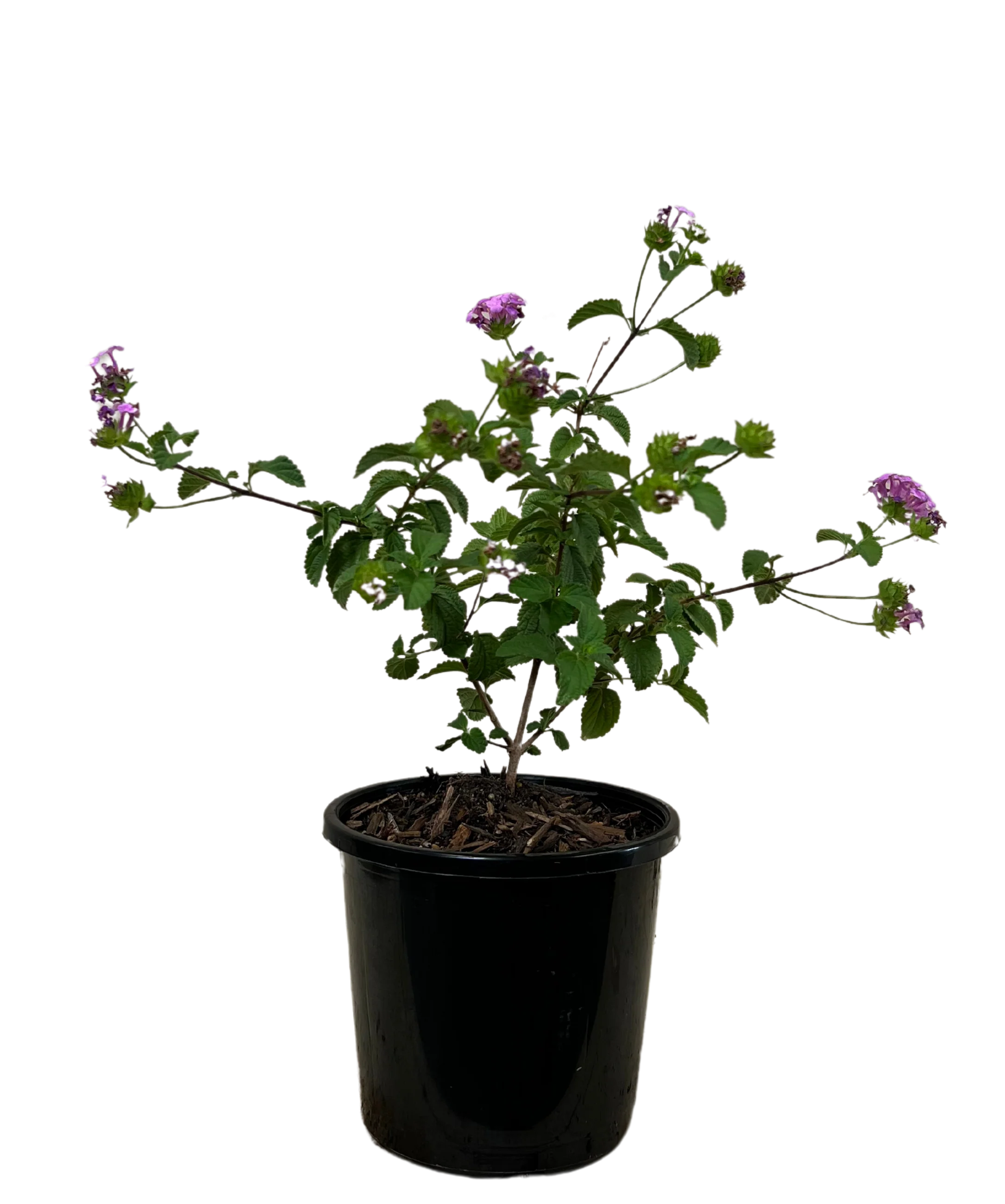 Lantana Montevidensis Mauve