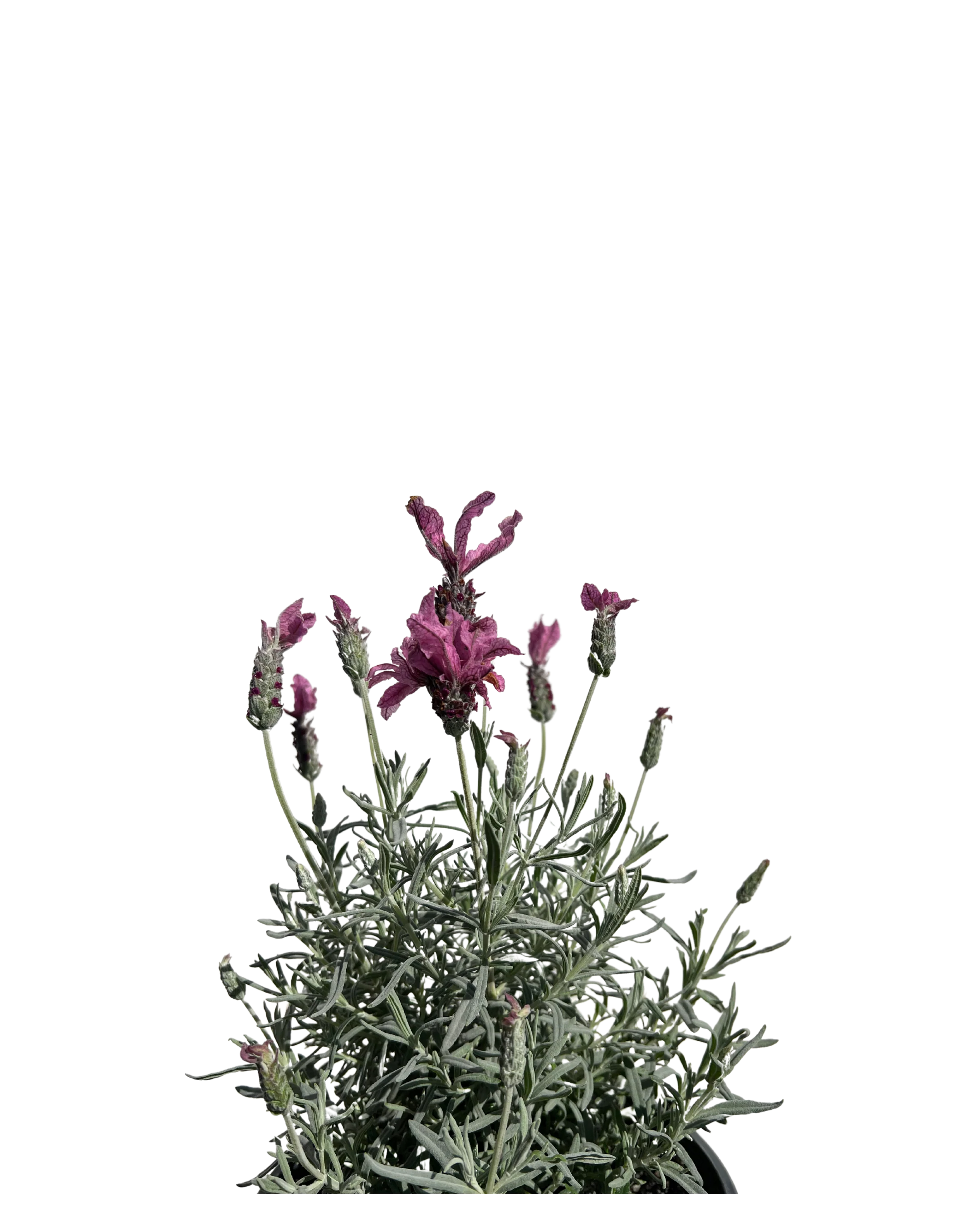 Lavender - Lavandula Silver Princess - Image 3