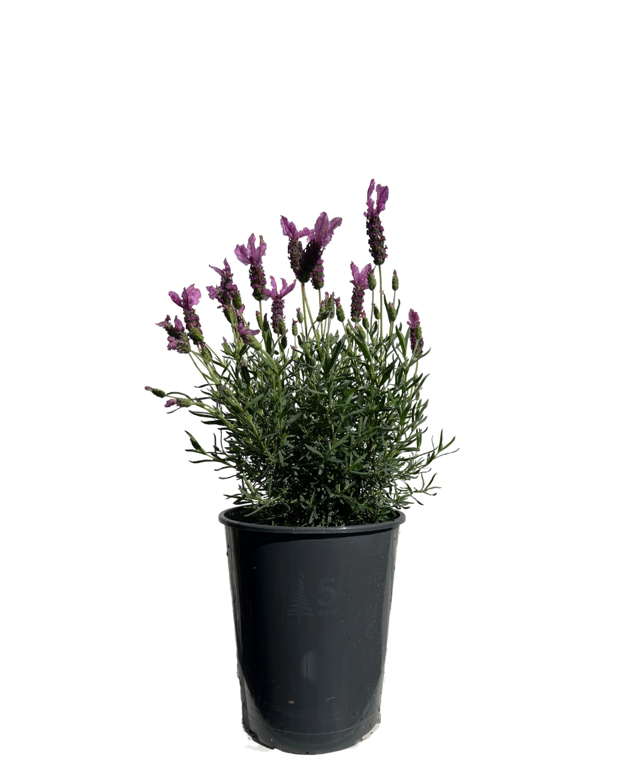 Lavender - Lavandula The Princess