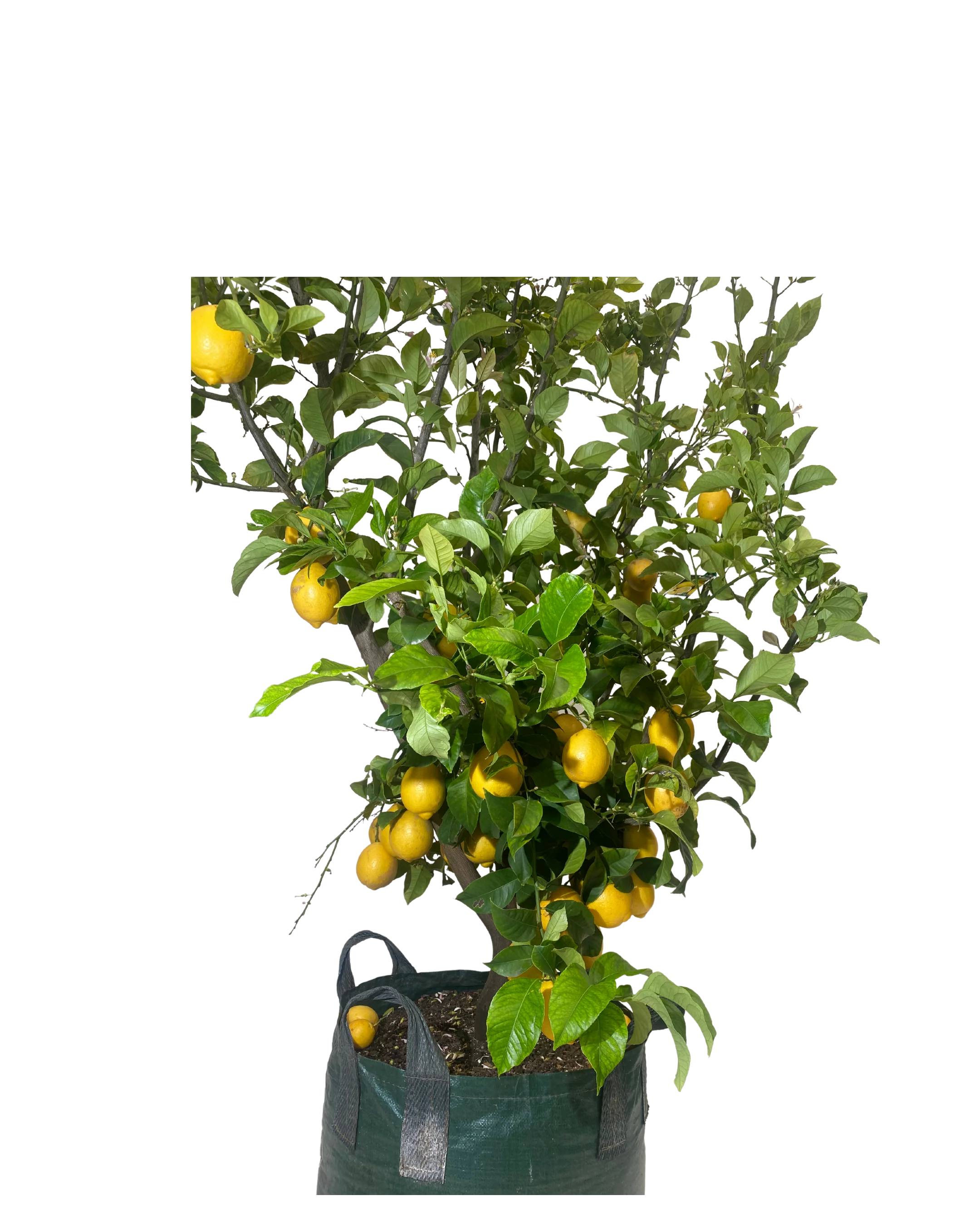 Lemon - Eureka - Image 2