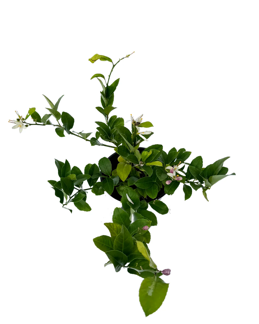 Lemon - Lemonicious - Image 2