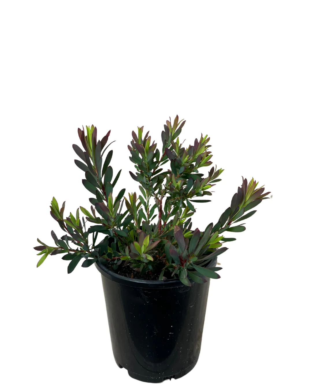 Leucadendron Devils Blush - Image 2