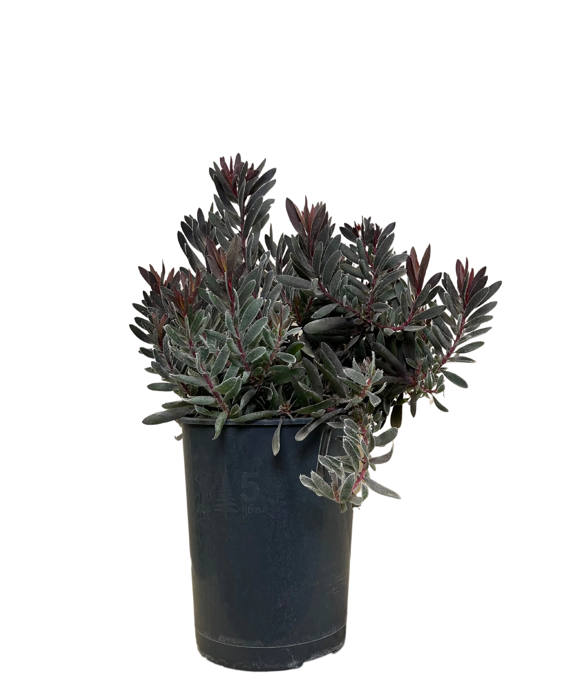 Leucadendron Ebony