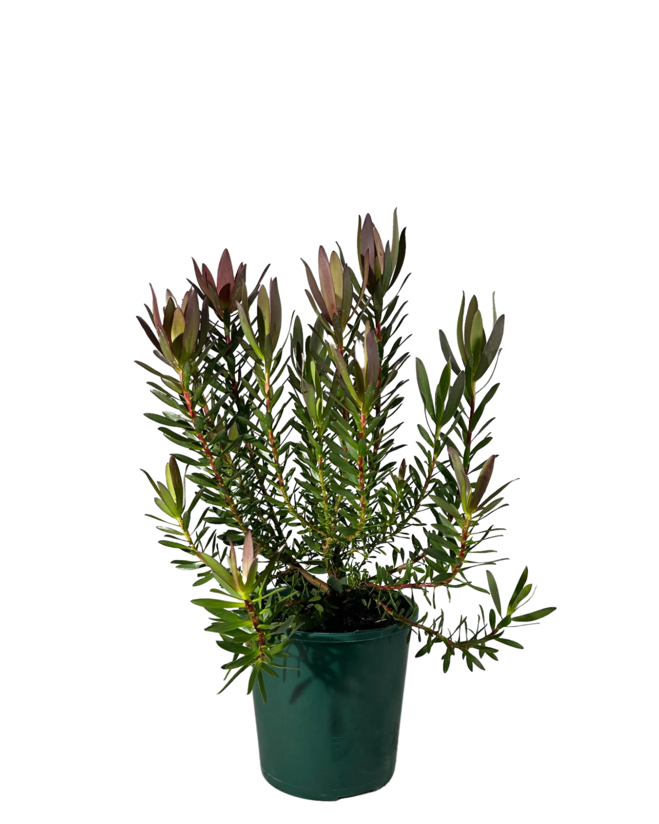 Leucadendron Safari Sunset