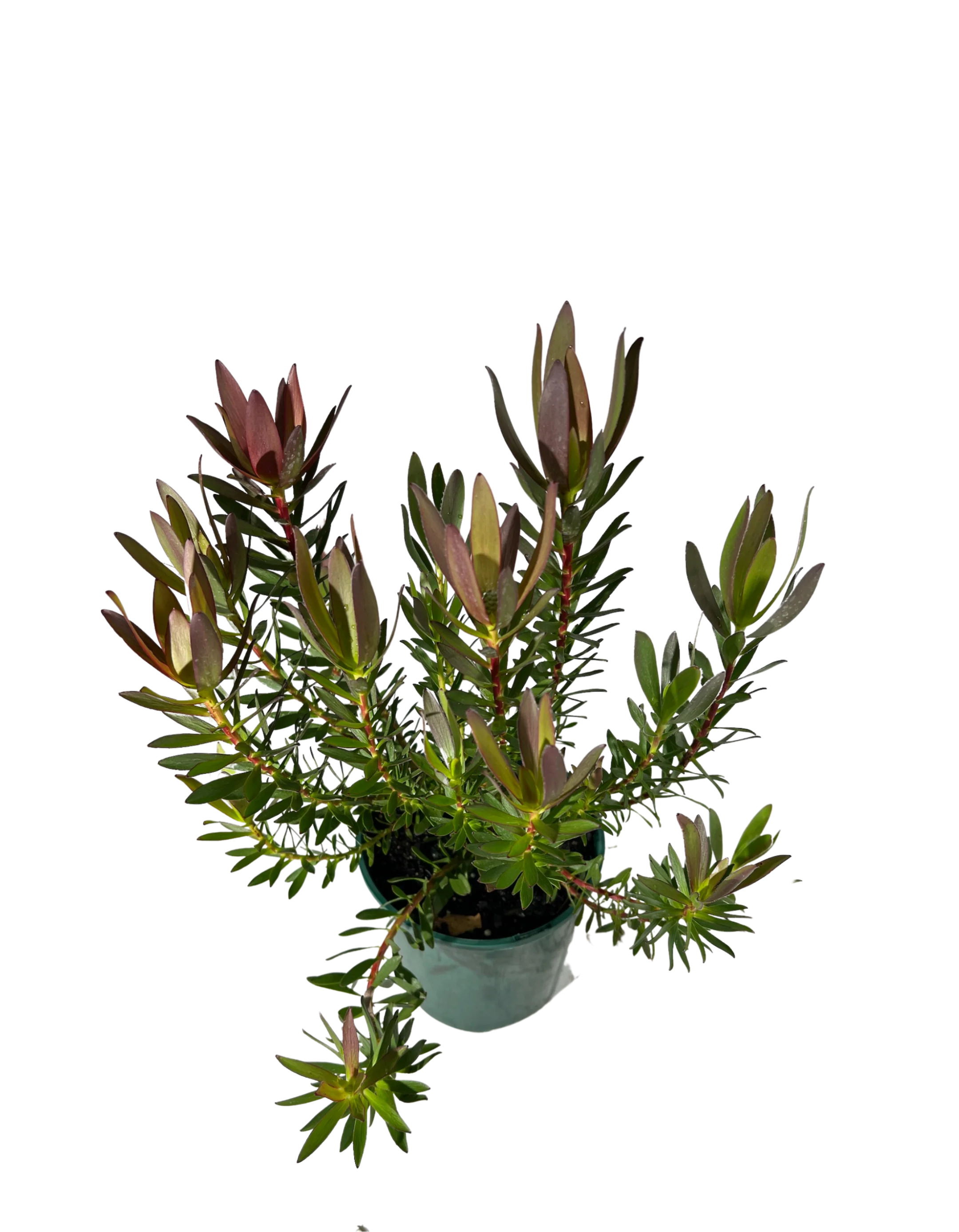 Leucadendron Safari Sunset - Image 2