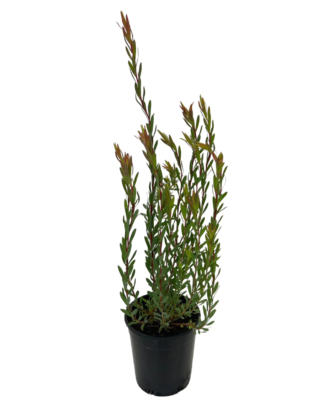 Leucadendron Superstar