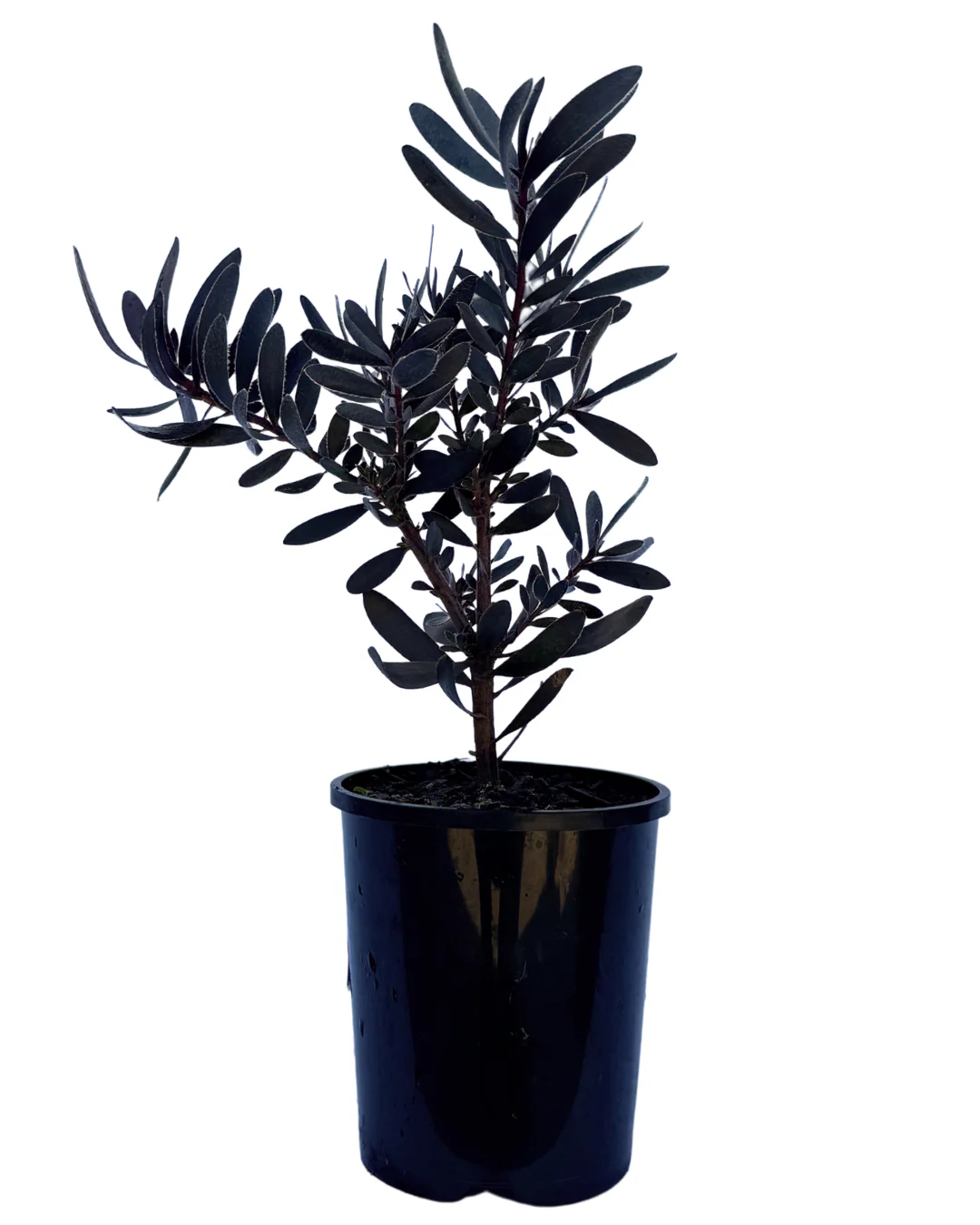 Leucadendron Burgundy Sunset - Image 2