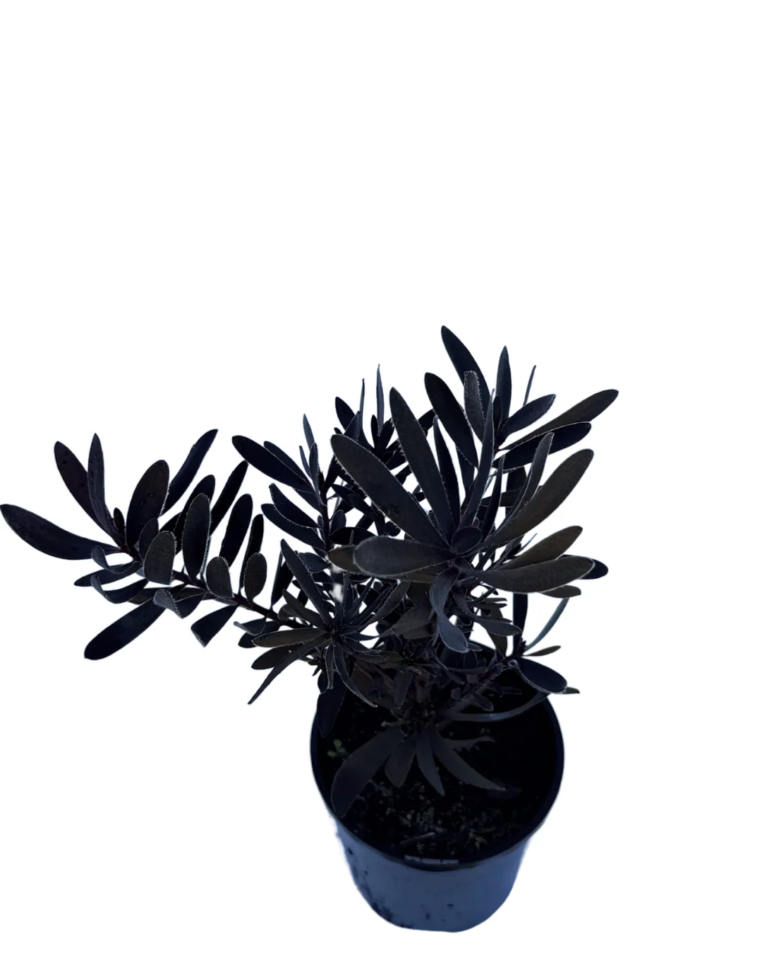 Leucadendron Burgundy Sunset - Image 3