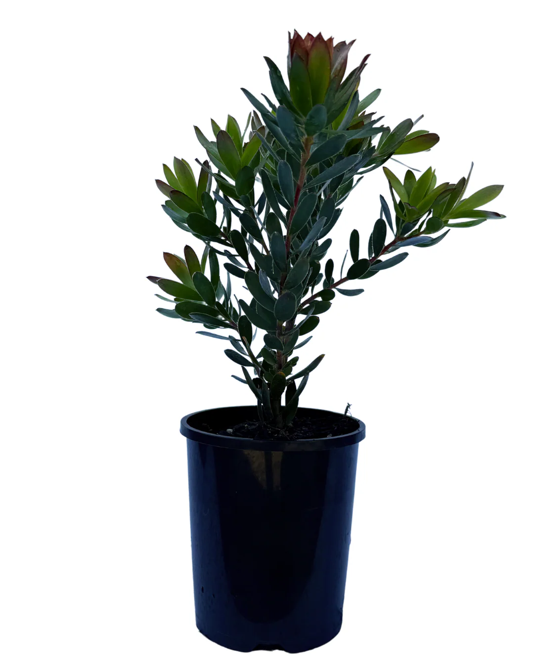 Leucadendron Harvest - Image 2