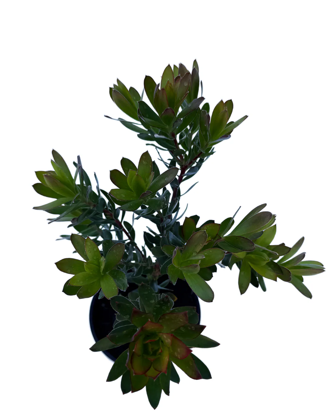 Leucadendron Harvest - Image 3
