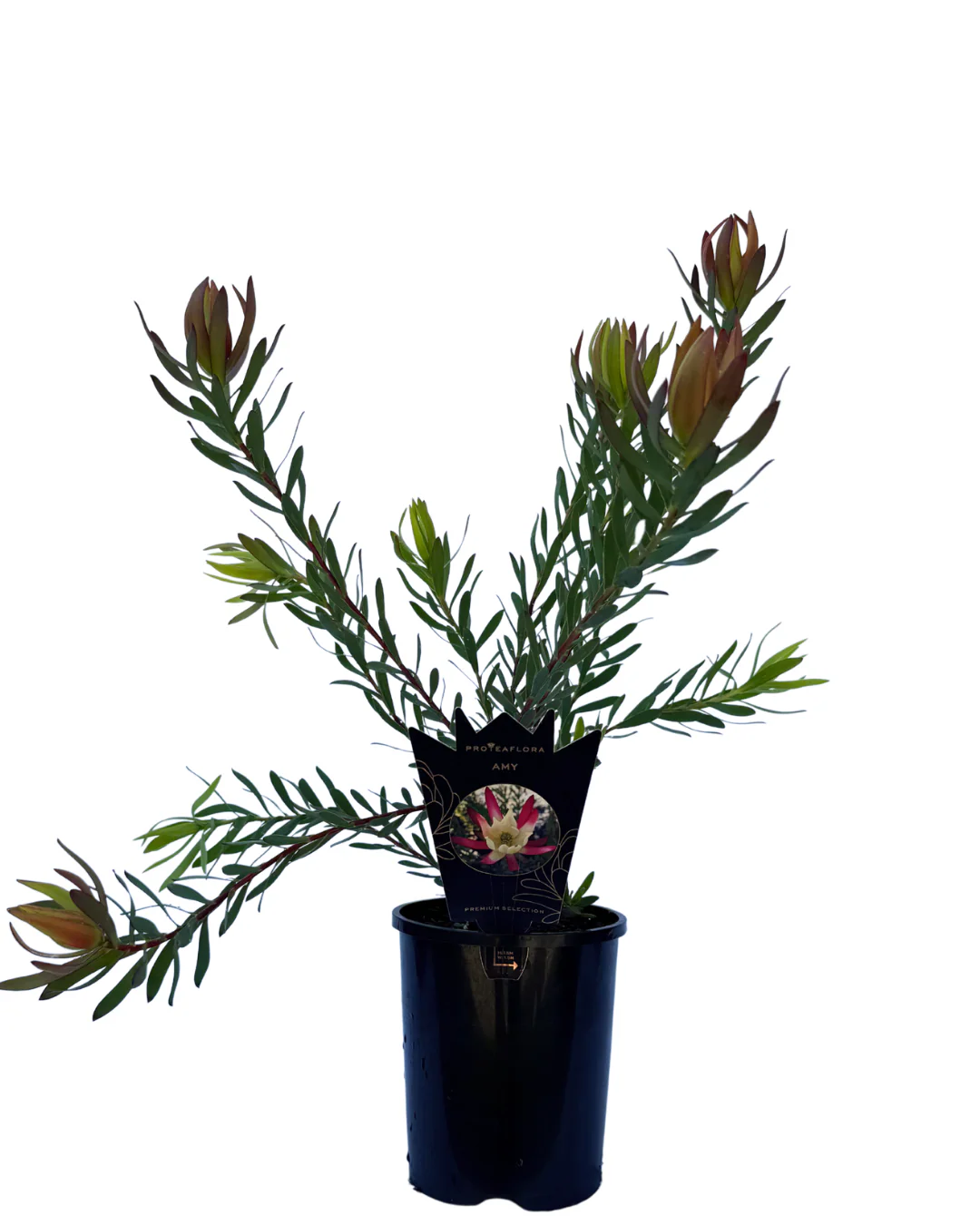 Leucadendron Salignum Amy