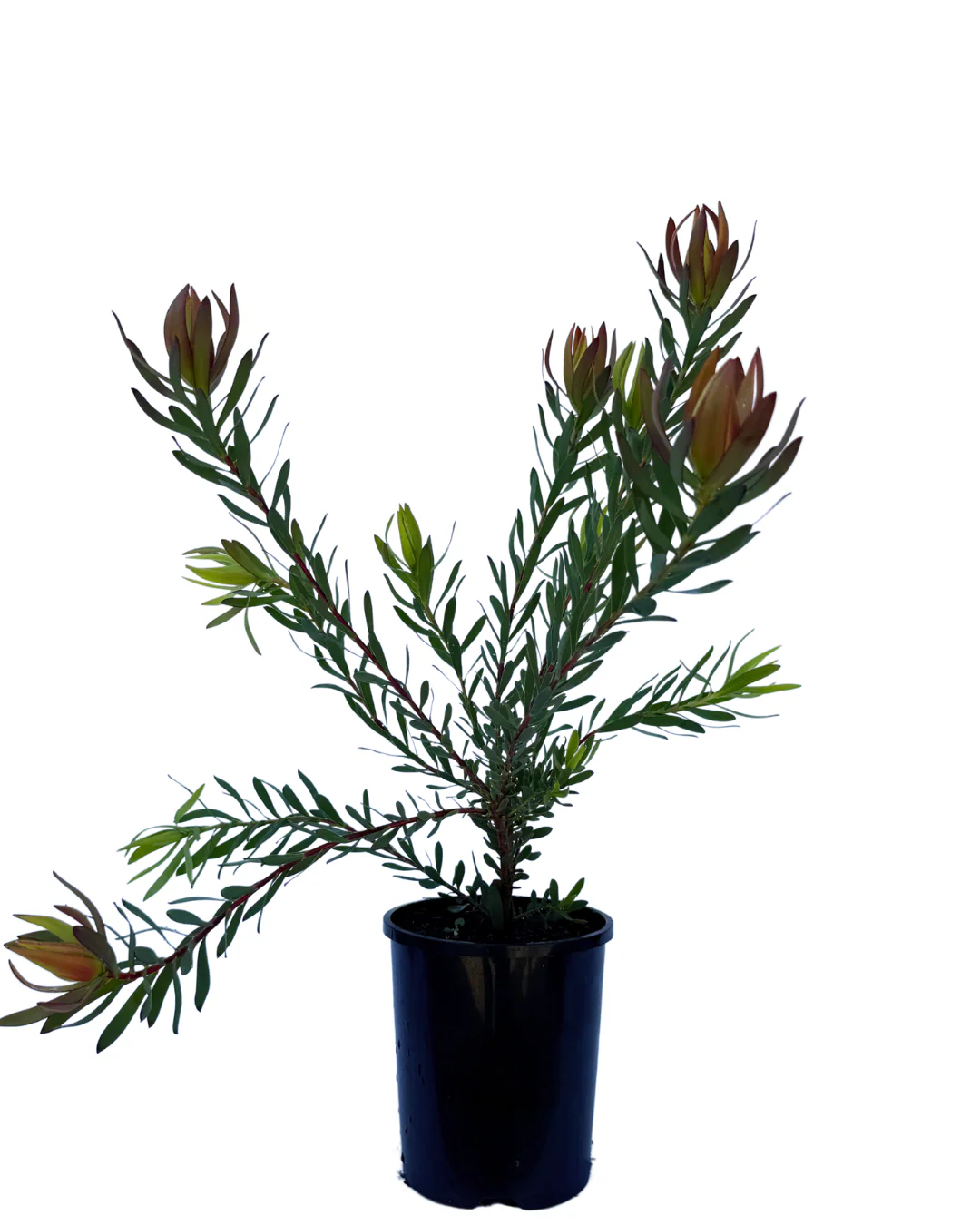 Leucadendron Salignum Amy - Image 2