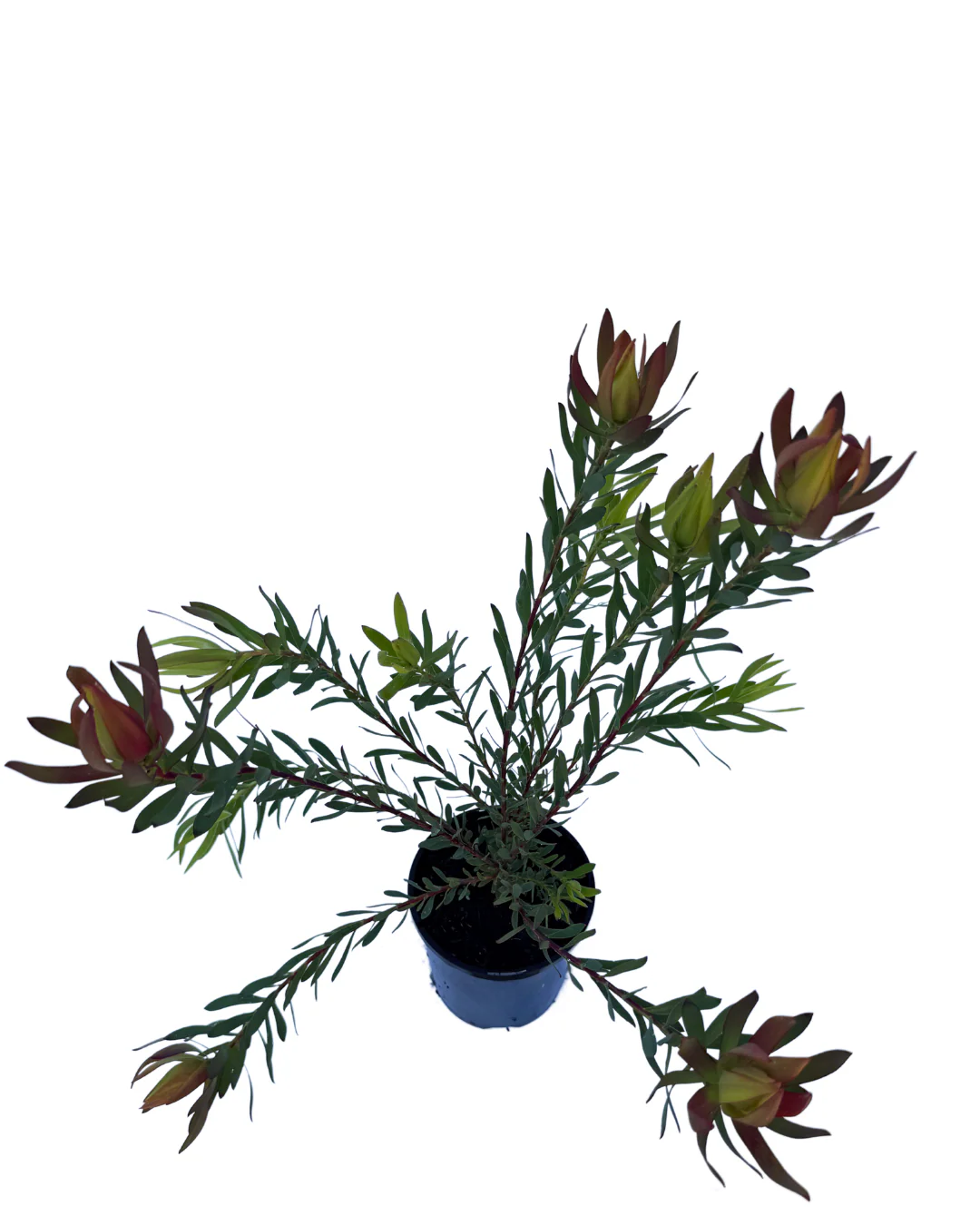 Leucadendron Salignum Amy - Image 3