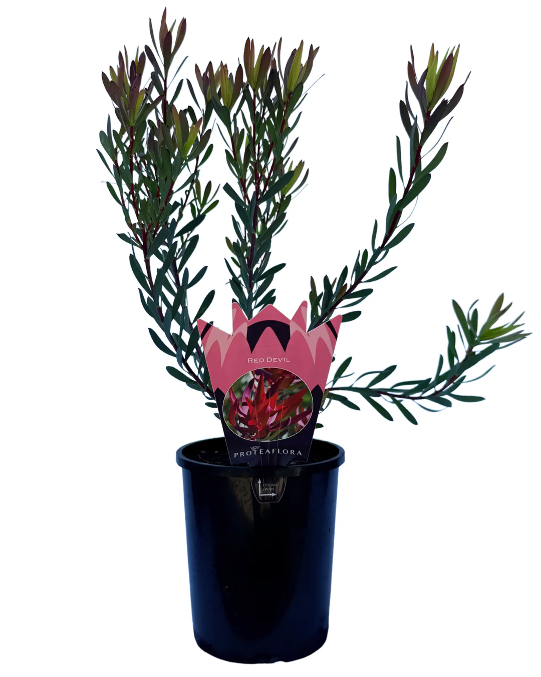 Leucadendron Salignum Red Devil