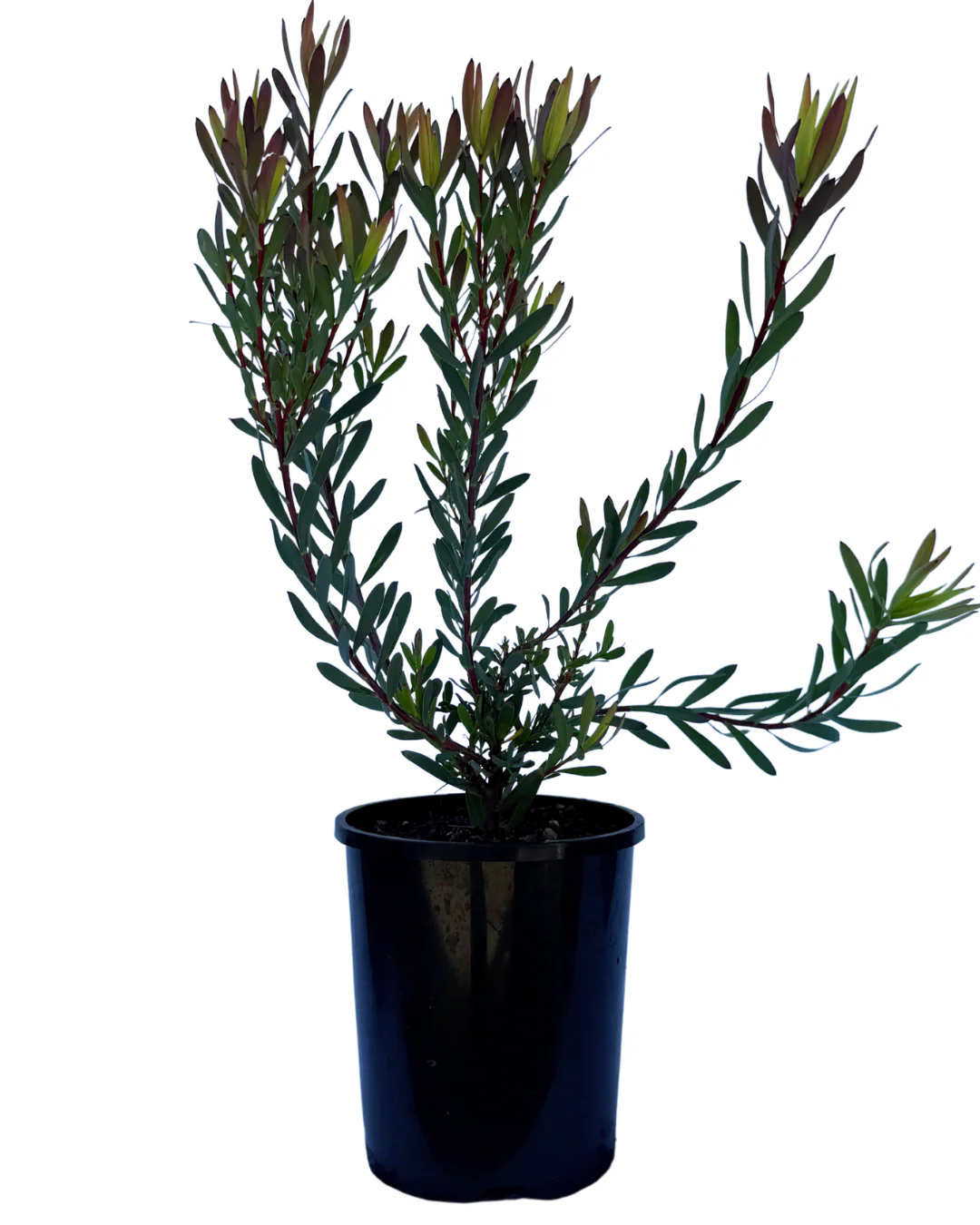 Leucadendron Salignum Red Devil - Image 2