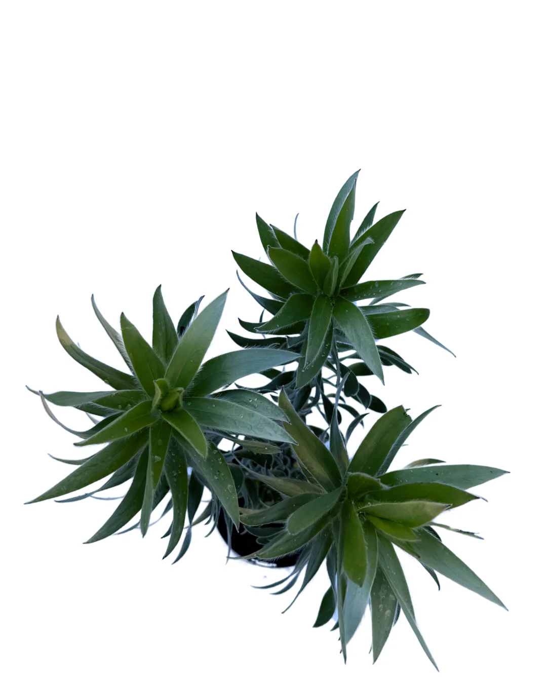 Leucadendron Silver Tree - Image 3