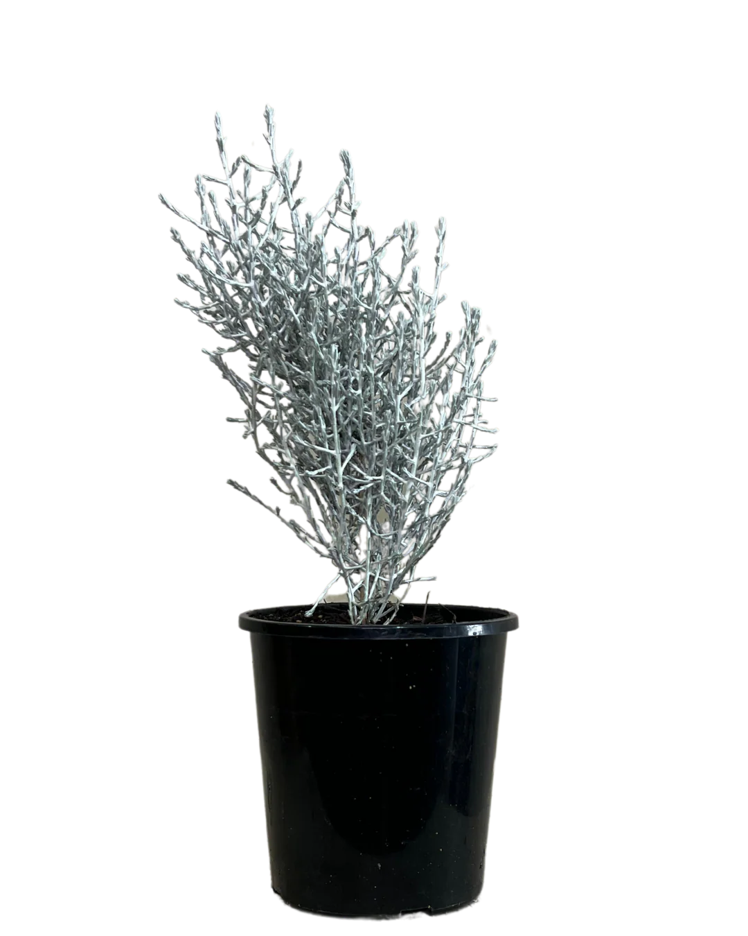 Leucophyta Brownii