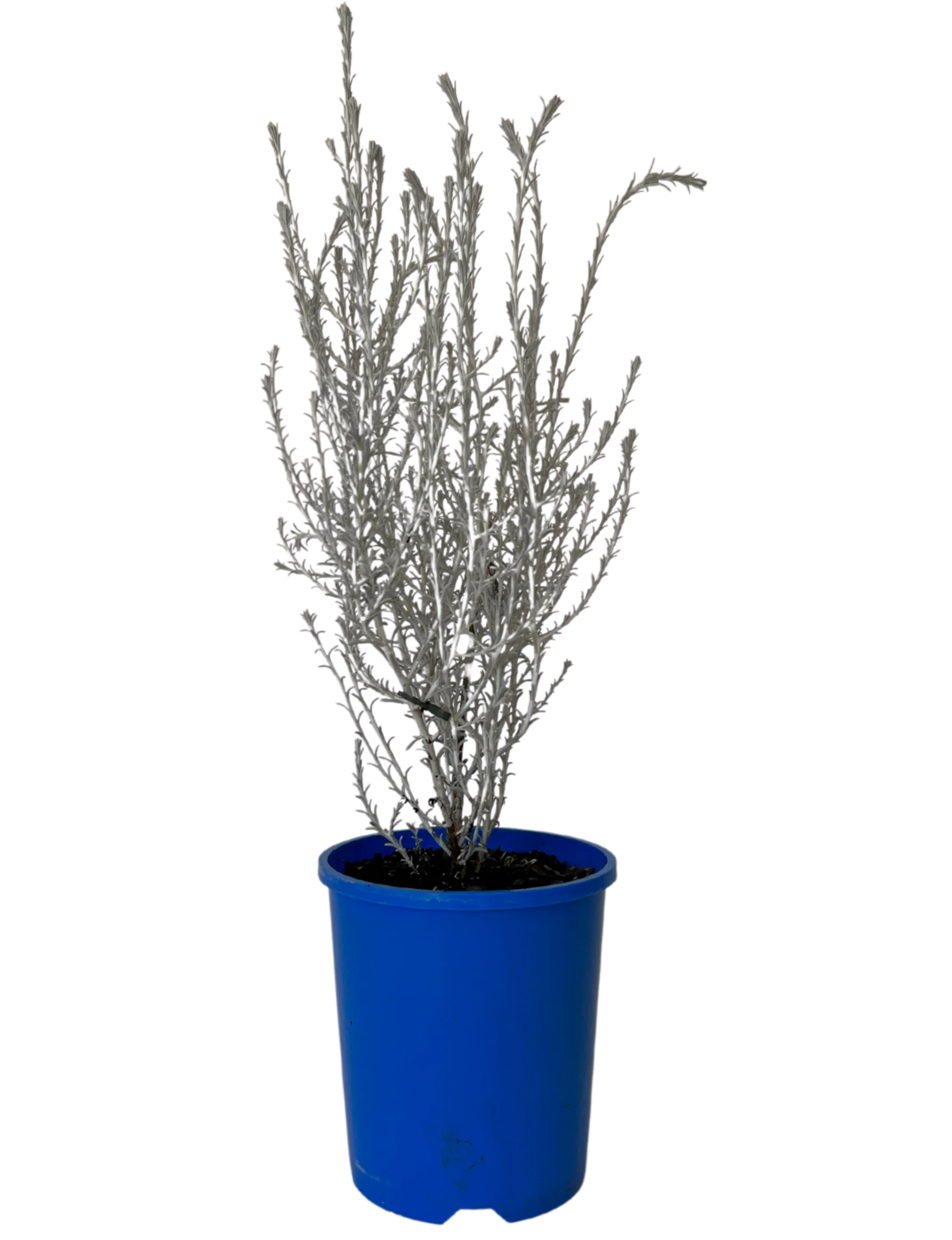 Leucophyta Brownii - Canal Rocks