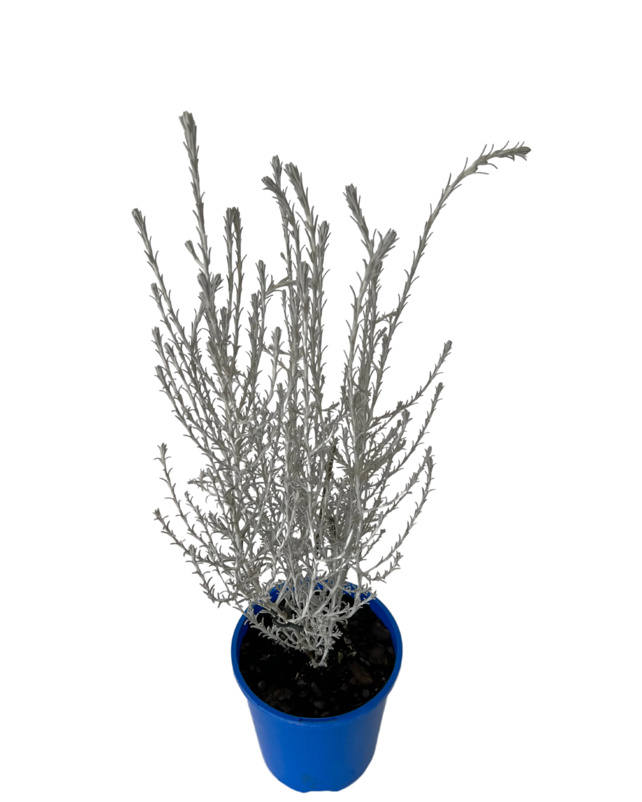 Leucophyta Brownii - Canal Rocks - Image 2