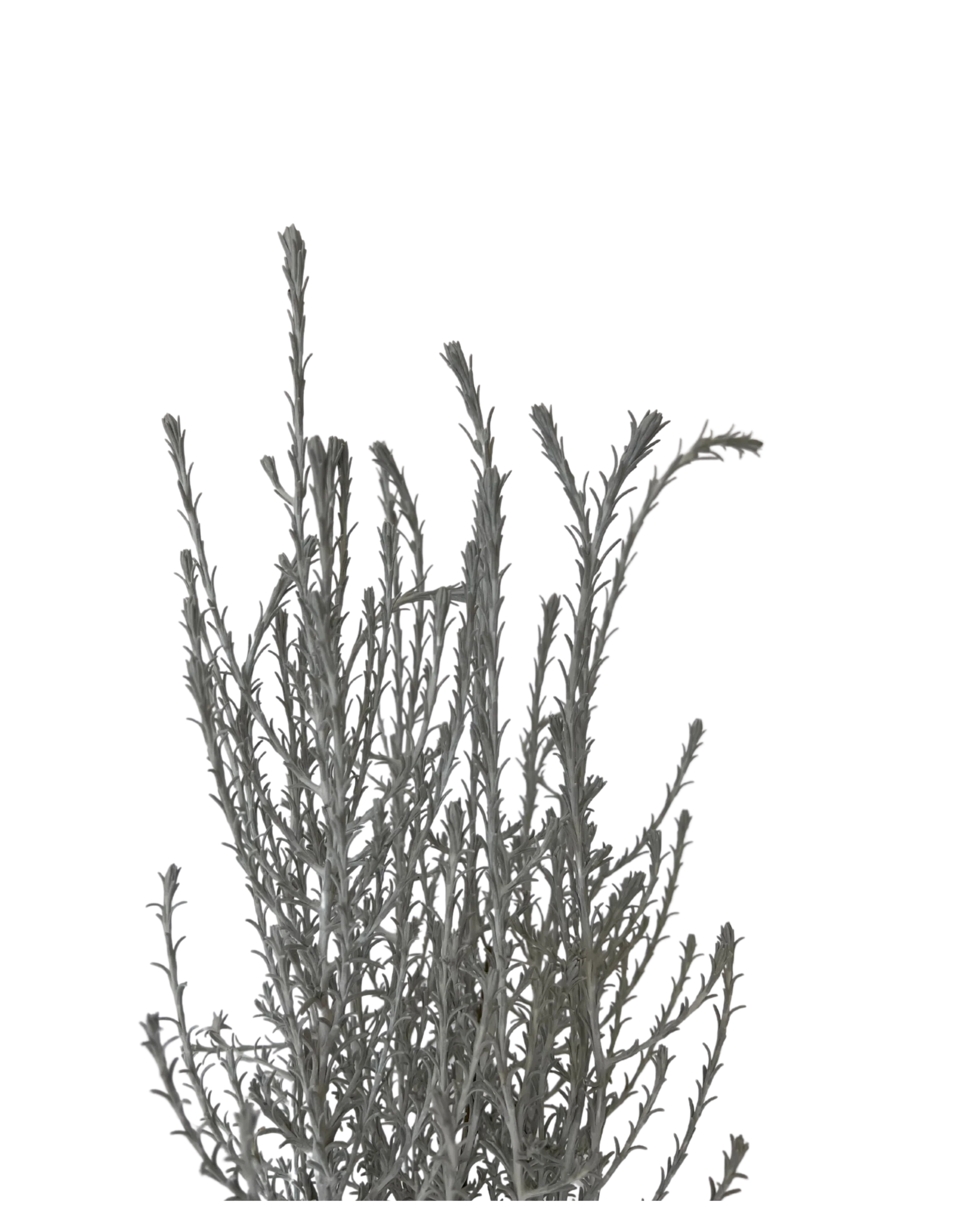 Leucophyta Brownii - Canal Rocks - Image 3