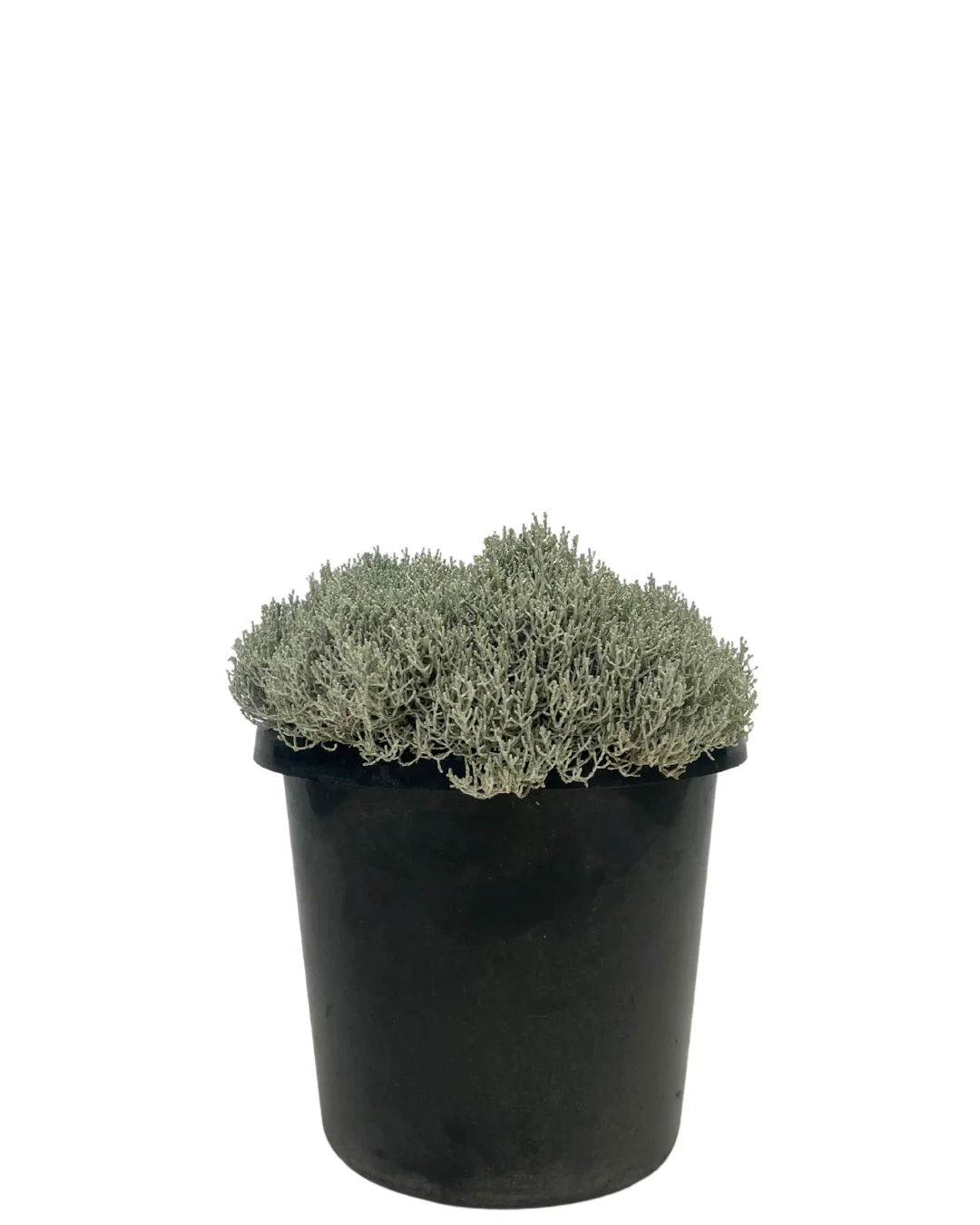 Leucophyta Silver Nugget