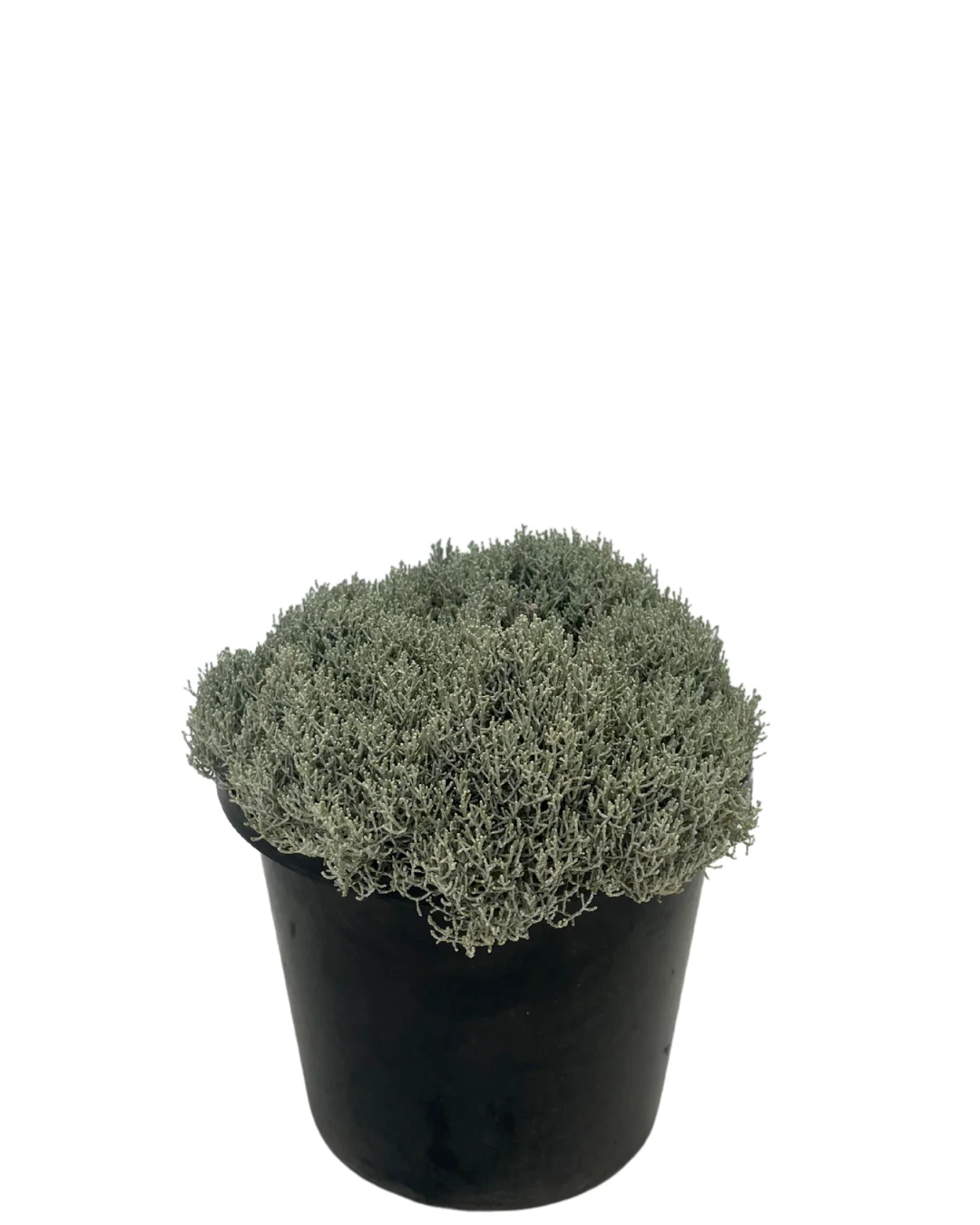 Leucophyta Silver Nugget - Image 2