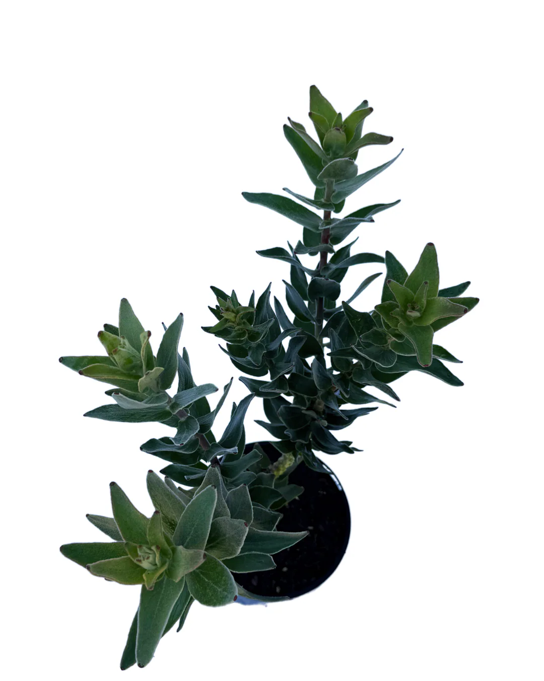 Leucospermum Emperors Red - Image 3