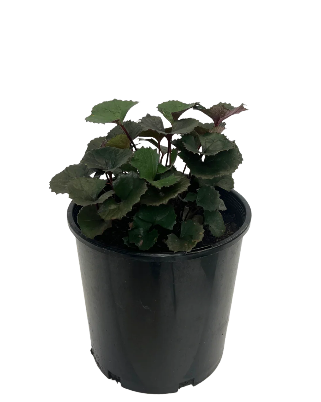 Ligularia Pandora - Image 2