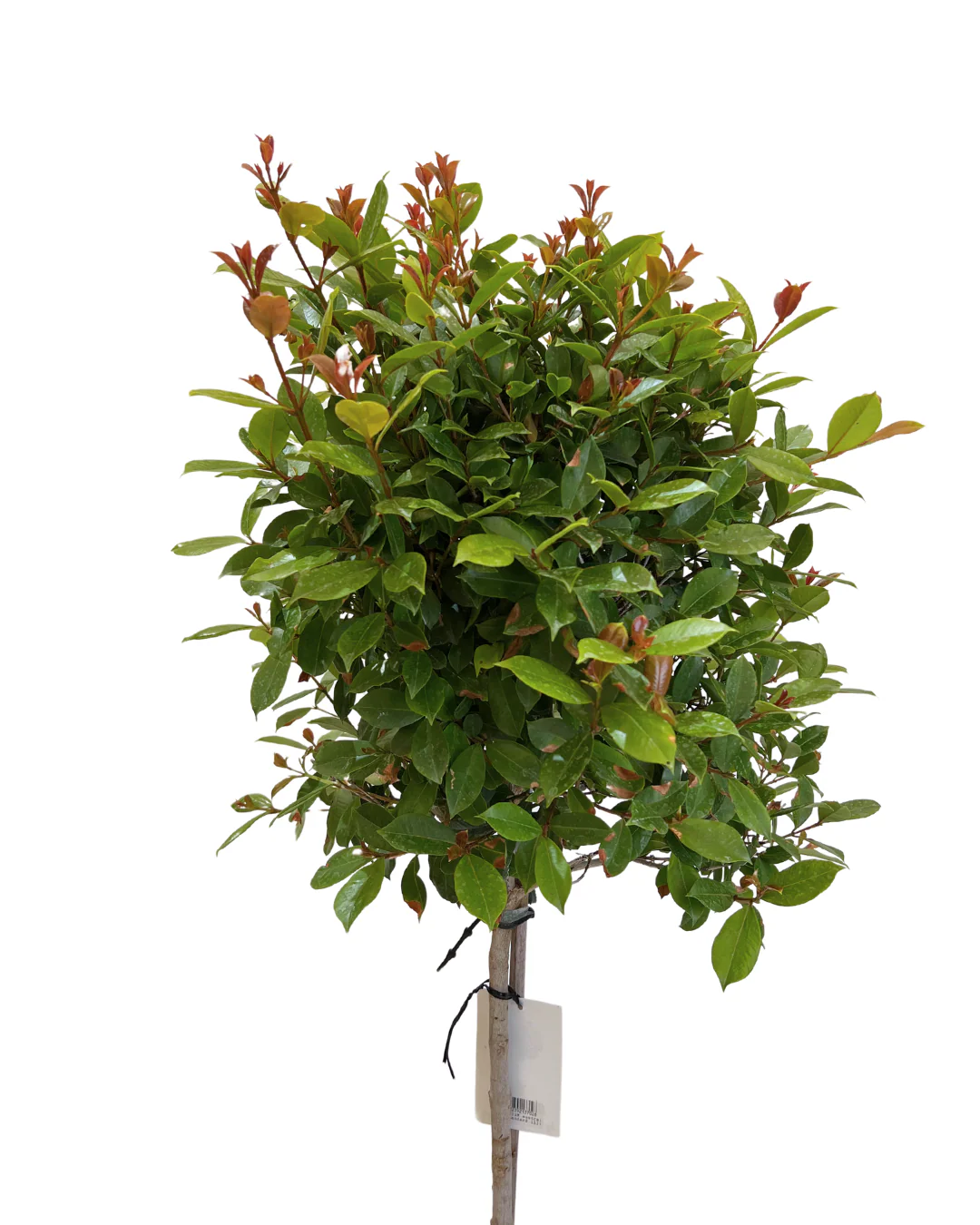 Syzygium Australe Standard - Image 2