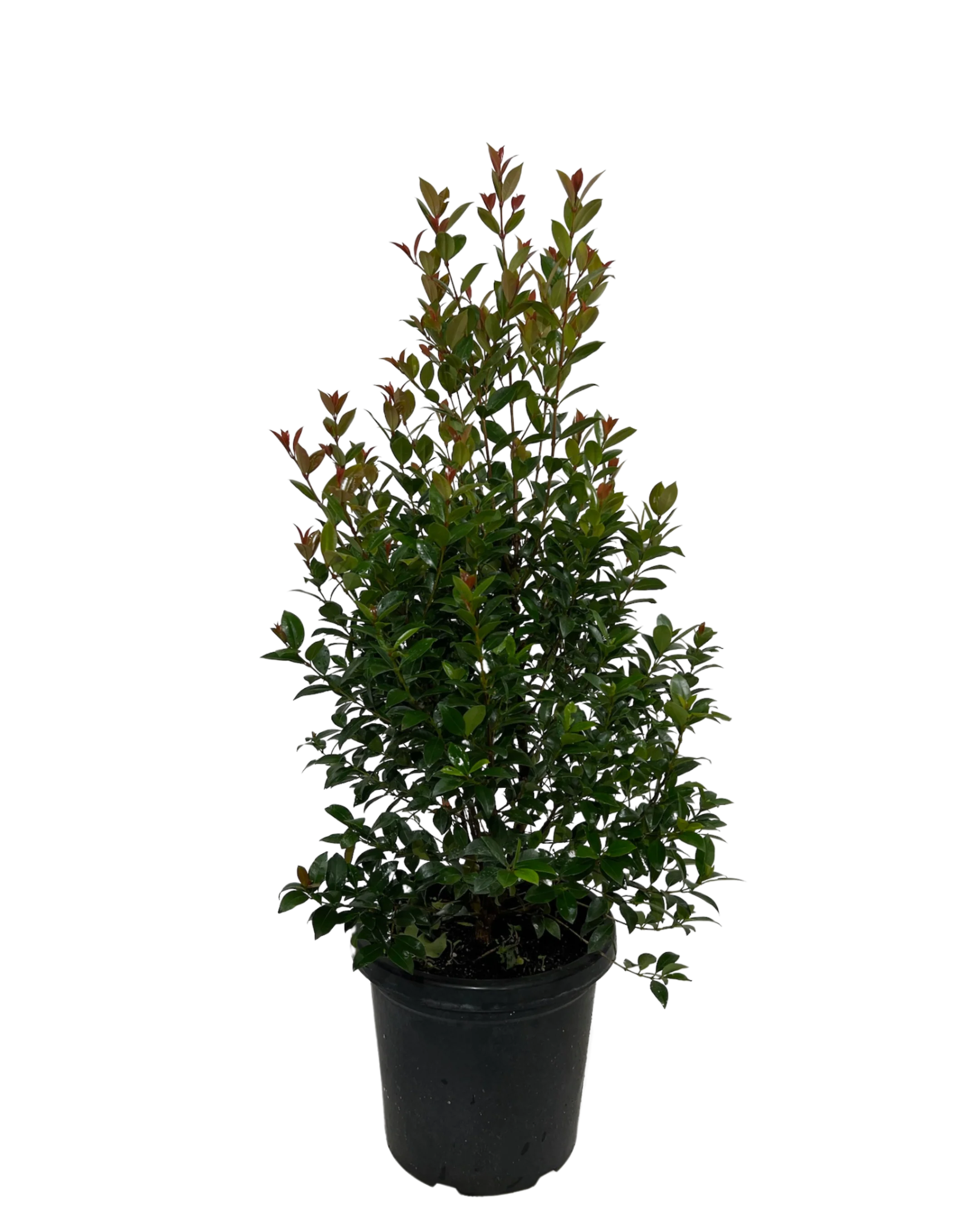 Syzygium Australe Hinterland Gold