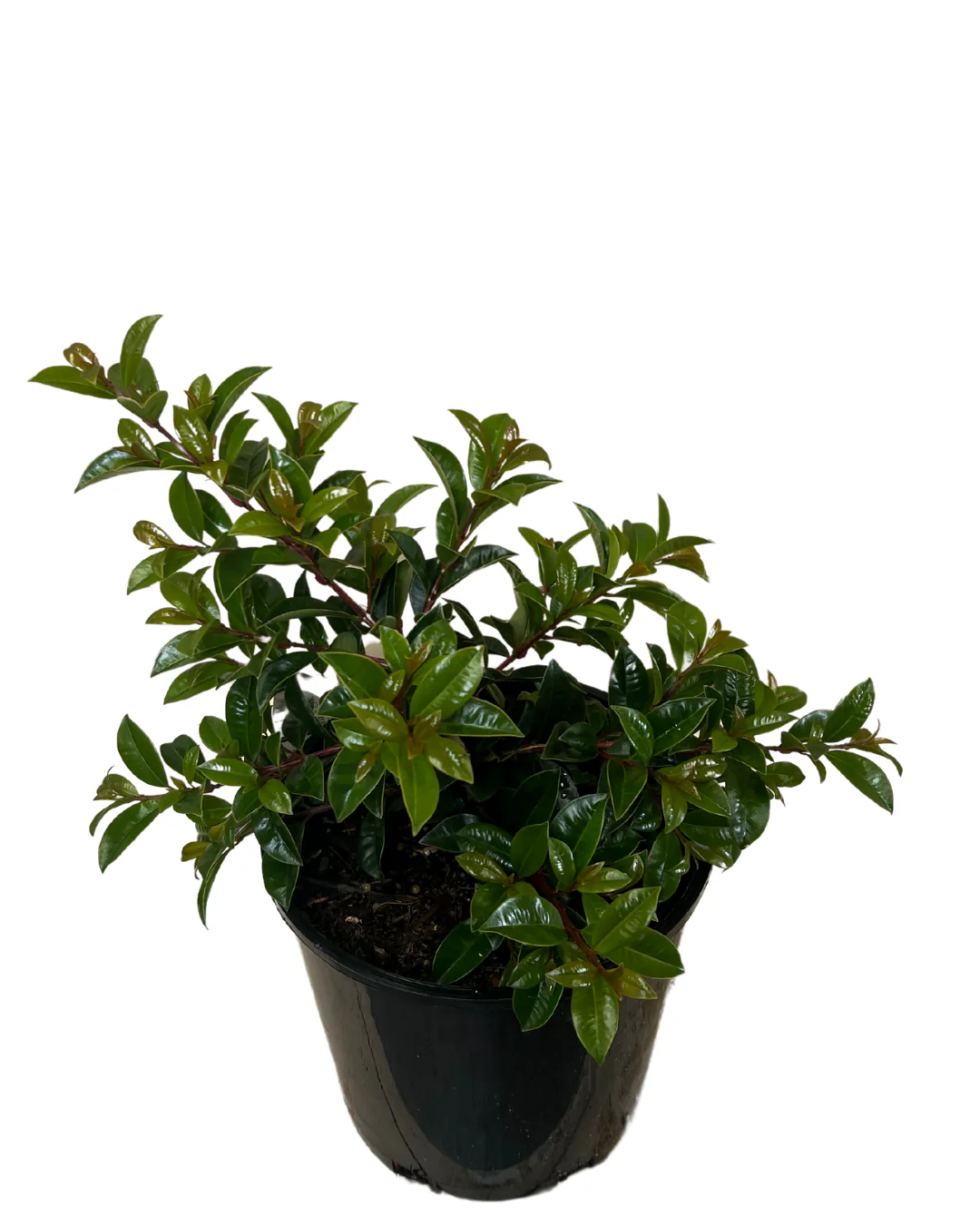 Syzygium Pinnacle - Image 2