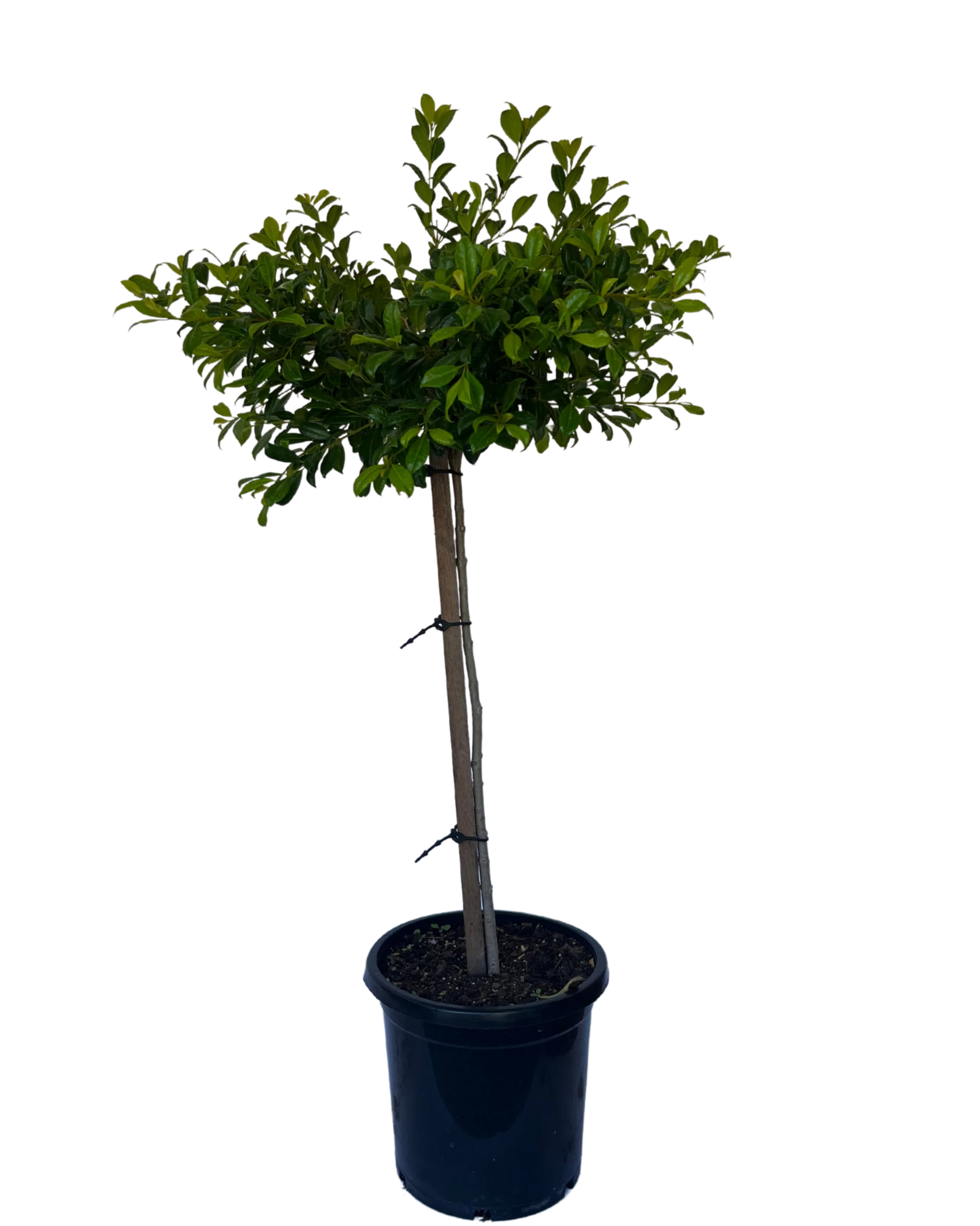 Syzygium Australe Resilience Standard