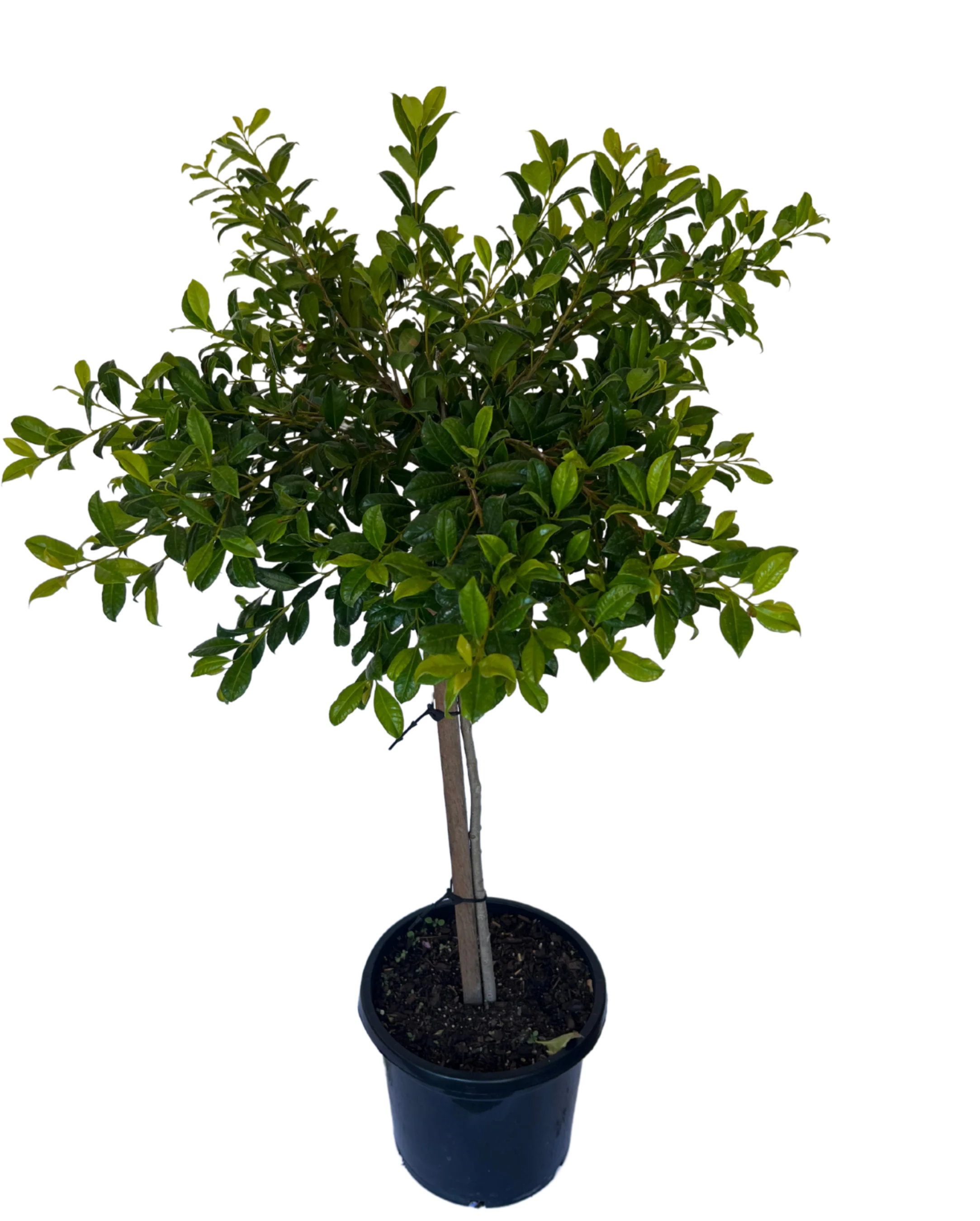 Syzygium Australe Resilience Standard - Image 2