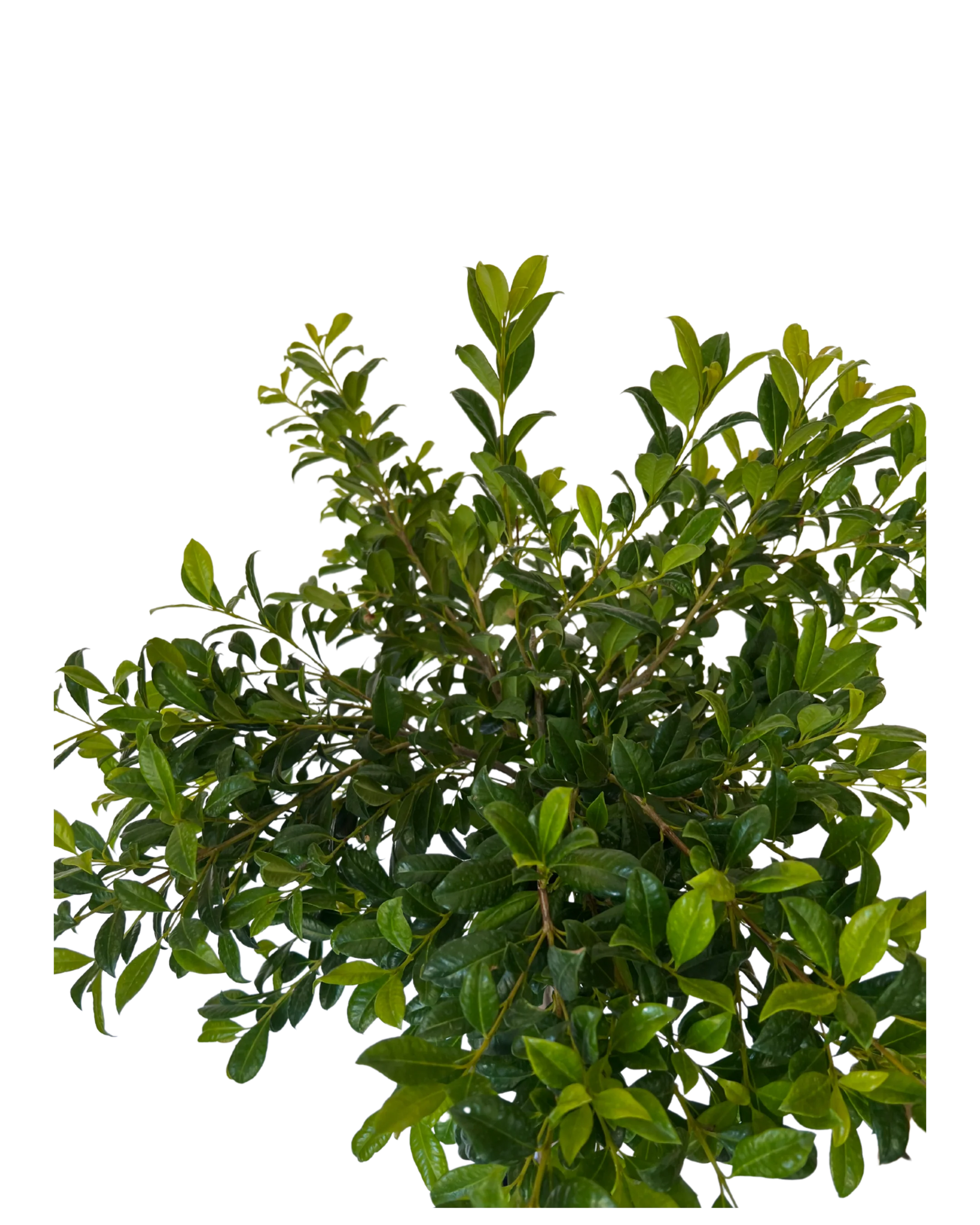 Syzygium Australe Resilience Standard - Image 3