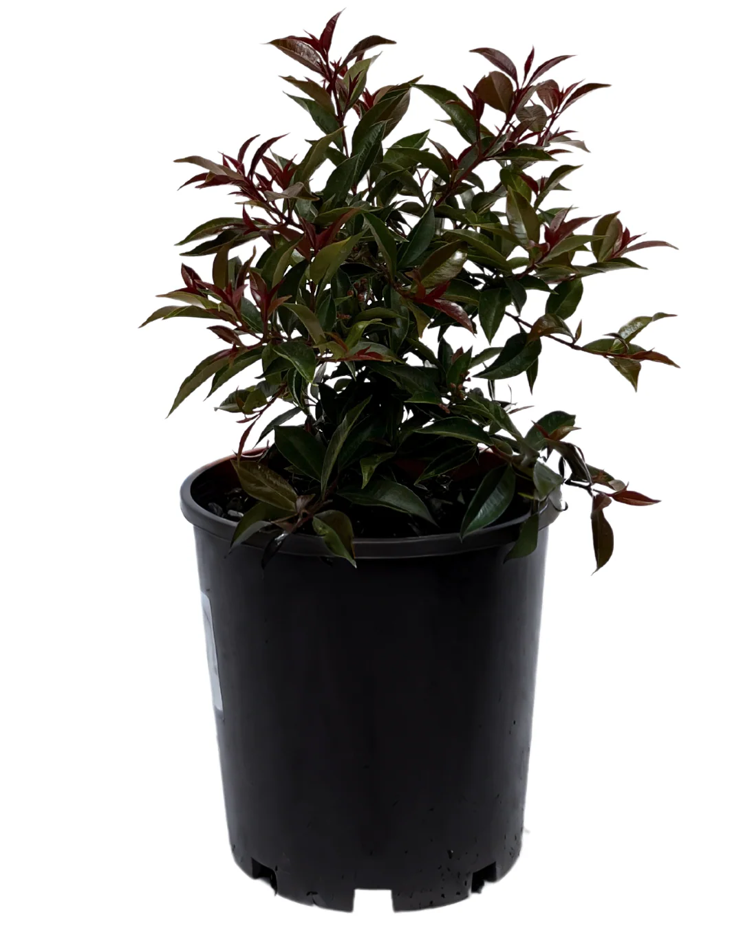 Syzygium Winter Lights
