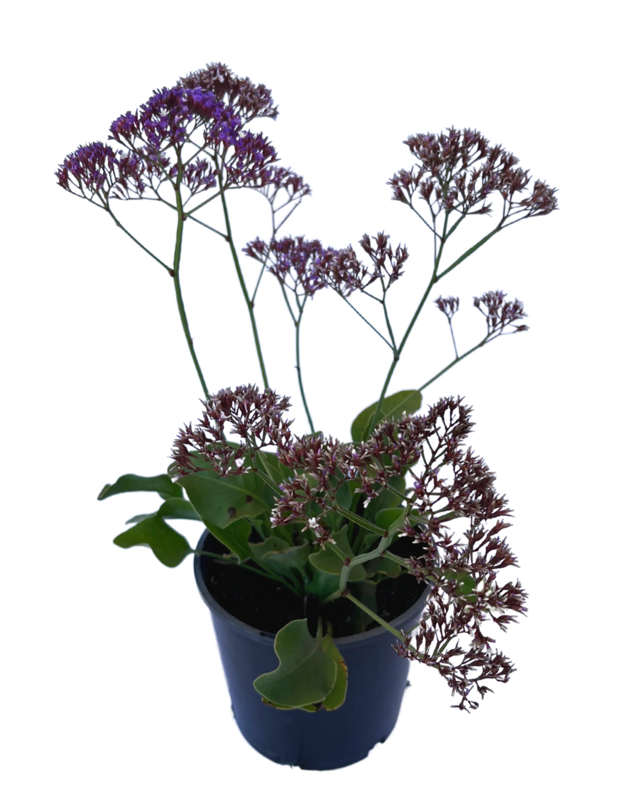 Limonium Perezii Blue - Image 2