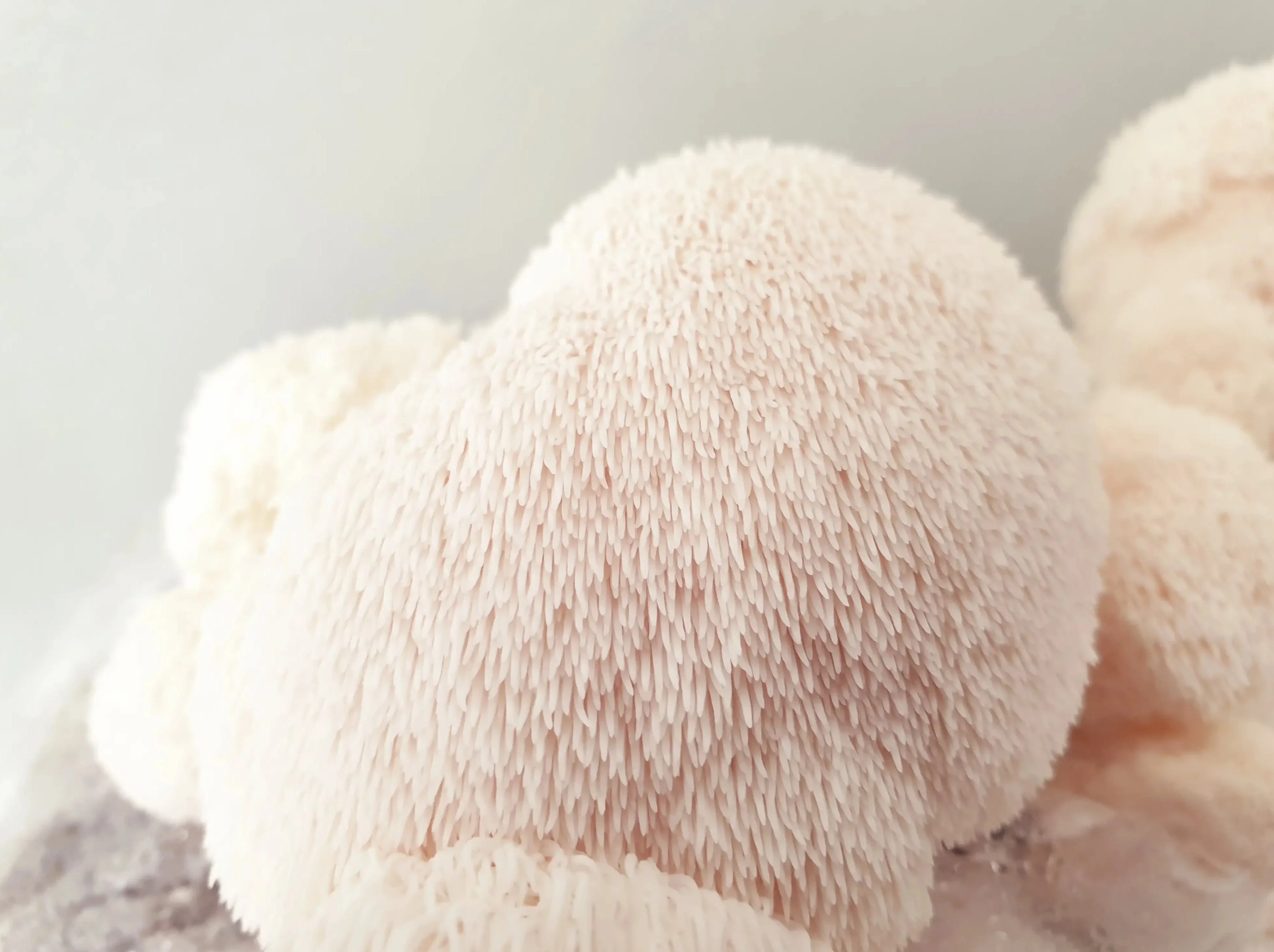 Lions Mane Mushroom Grow Kit - Image 3