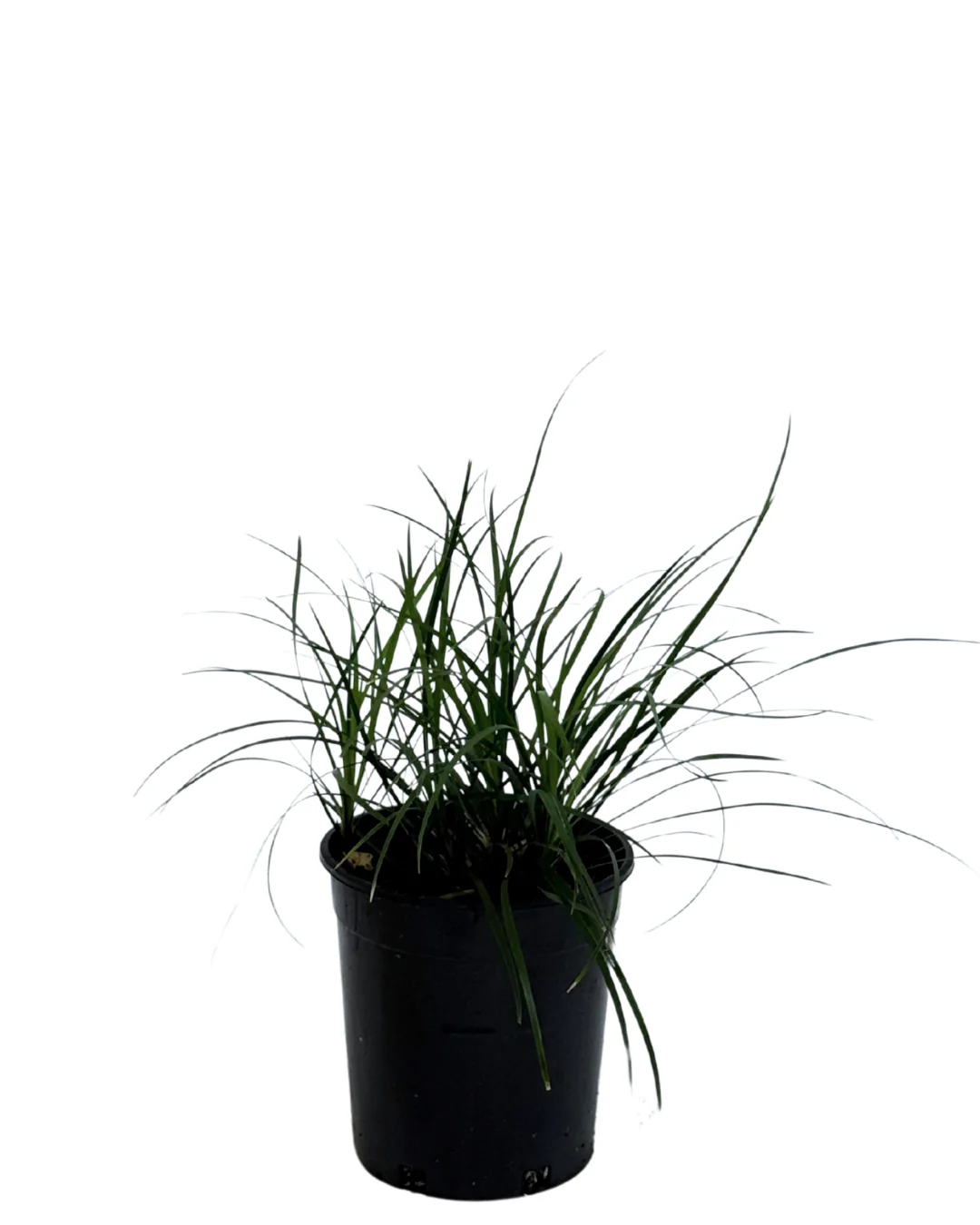 Liriope Emerald Cascade