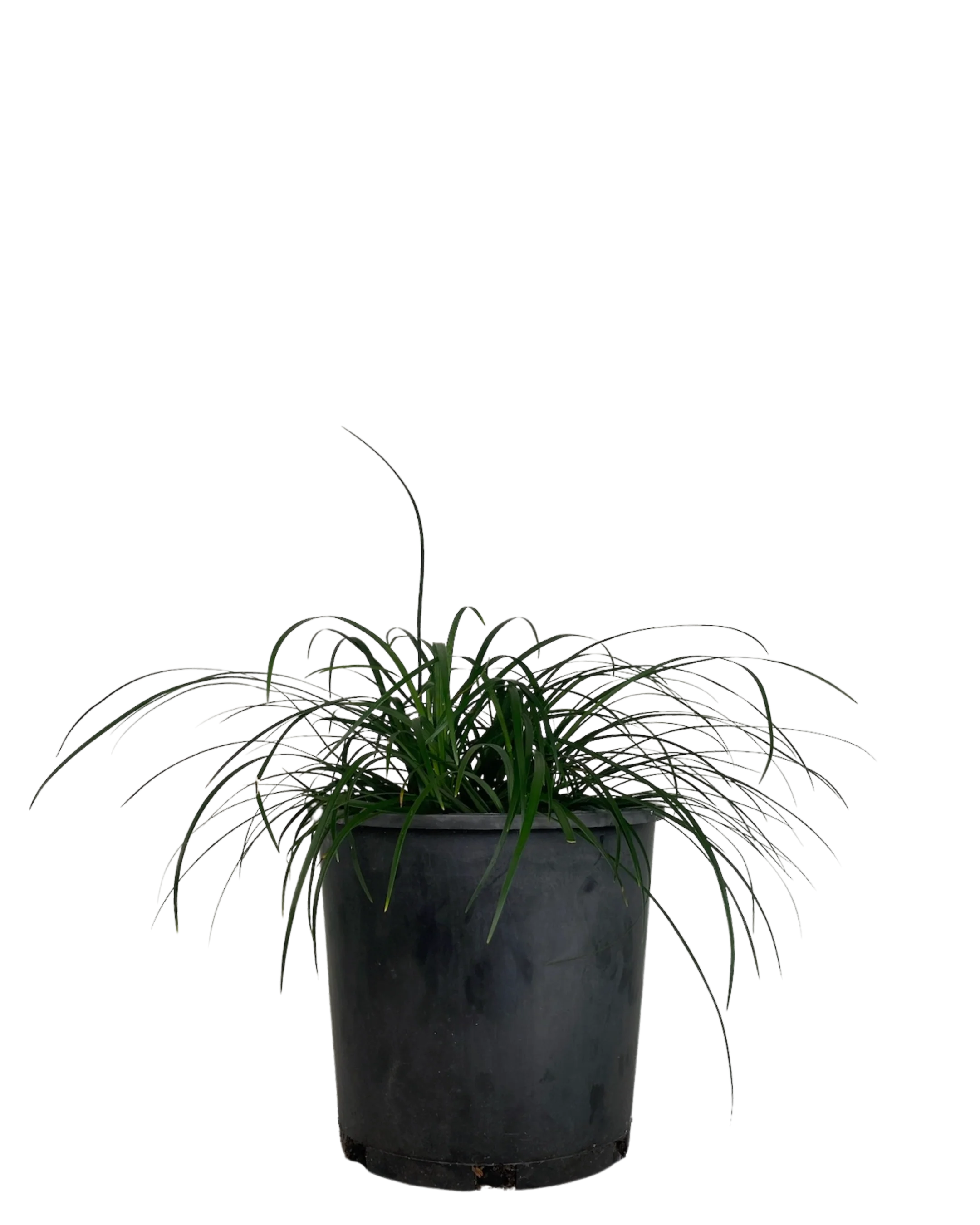 Liriope Emerald Cascade