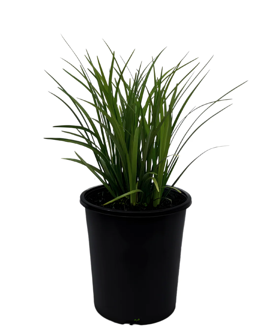 Liriope Evergreen Giant