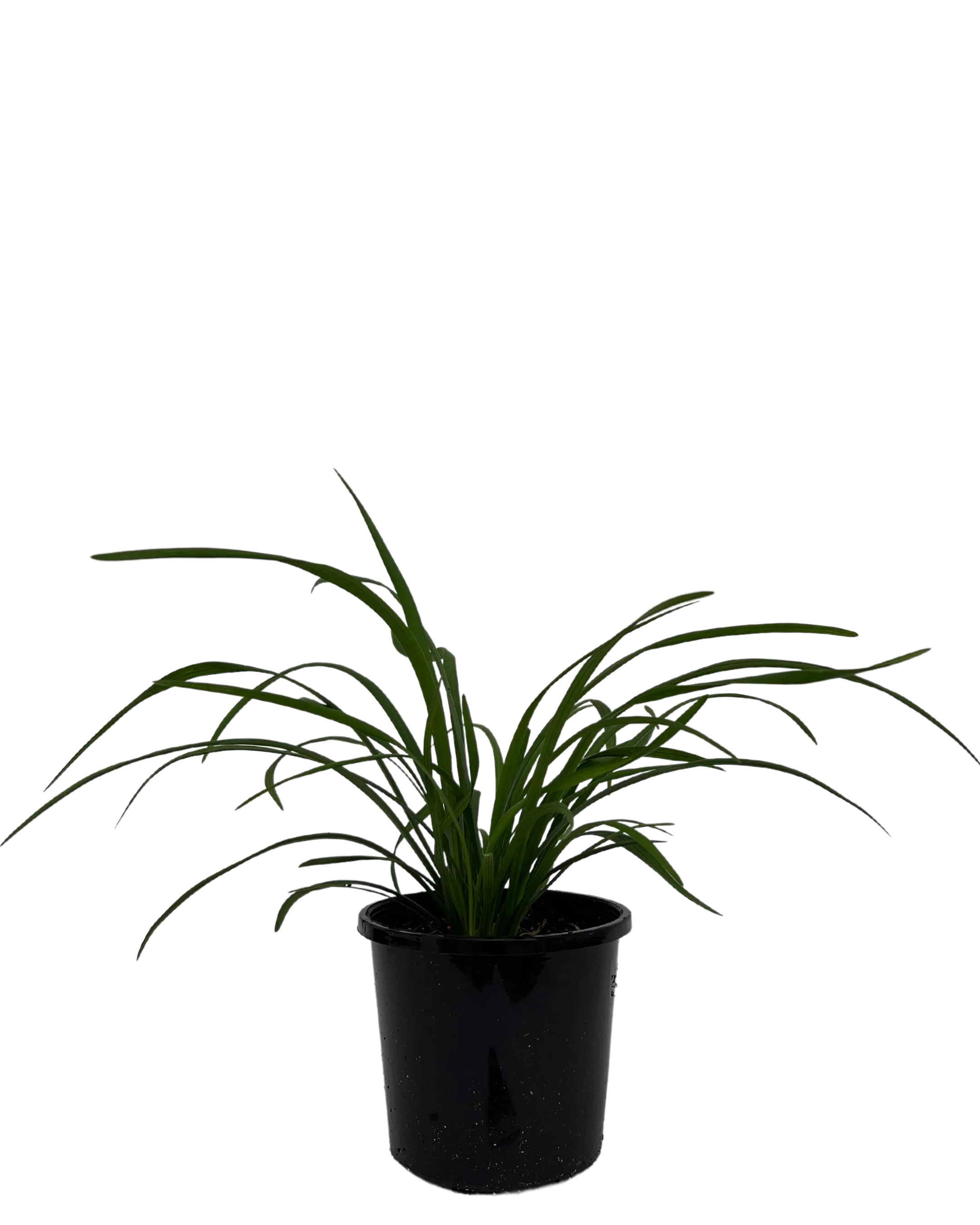 Liriope Evergreen Giant