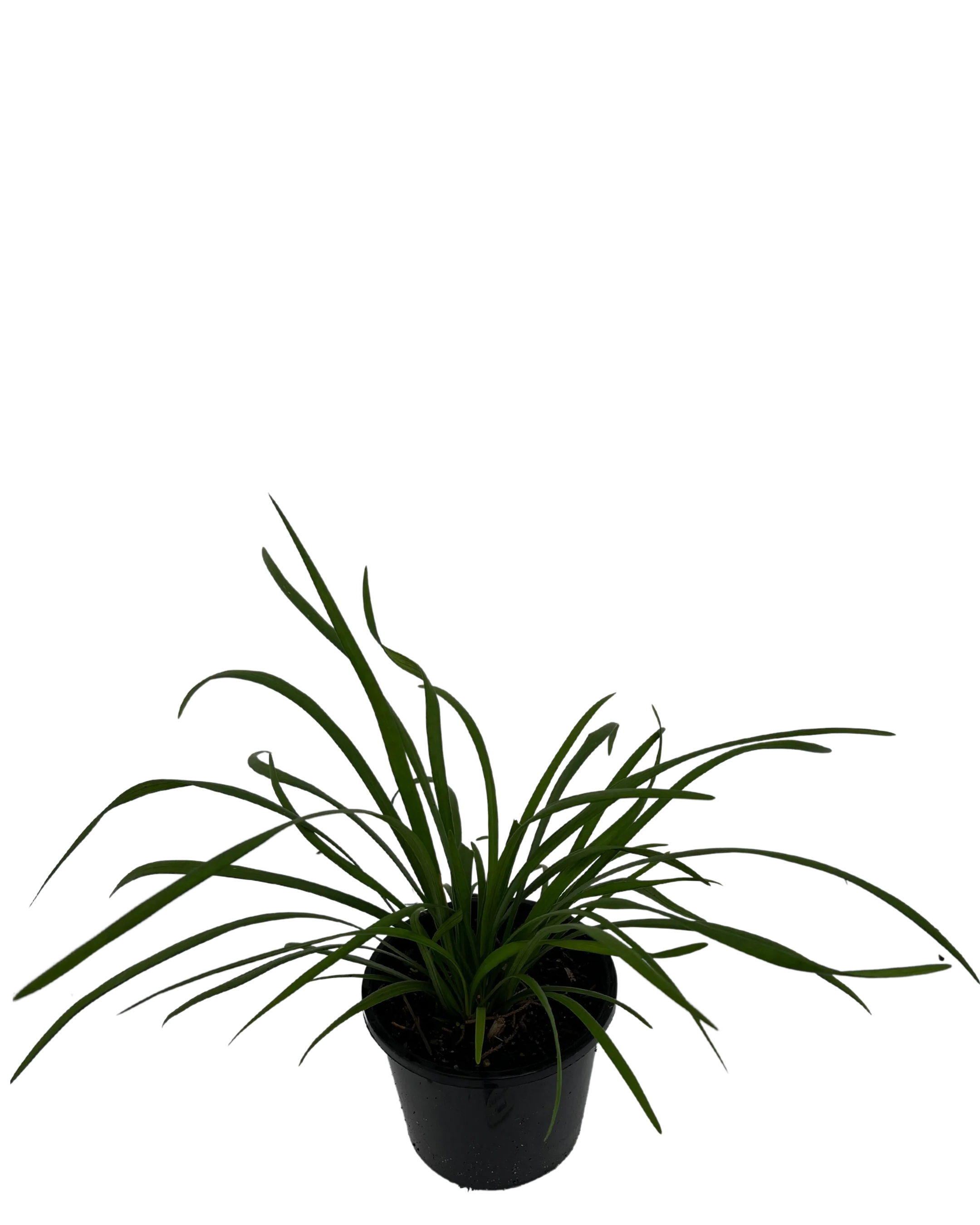 Liriope Evergreen Giant - Image 2
