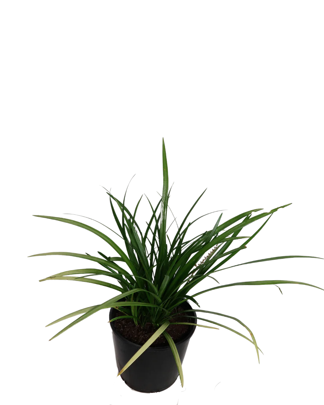 Liriope Evergreen Giant - Image 2