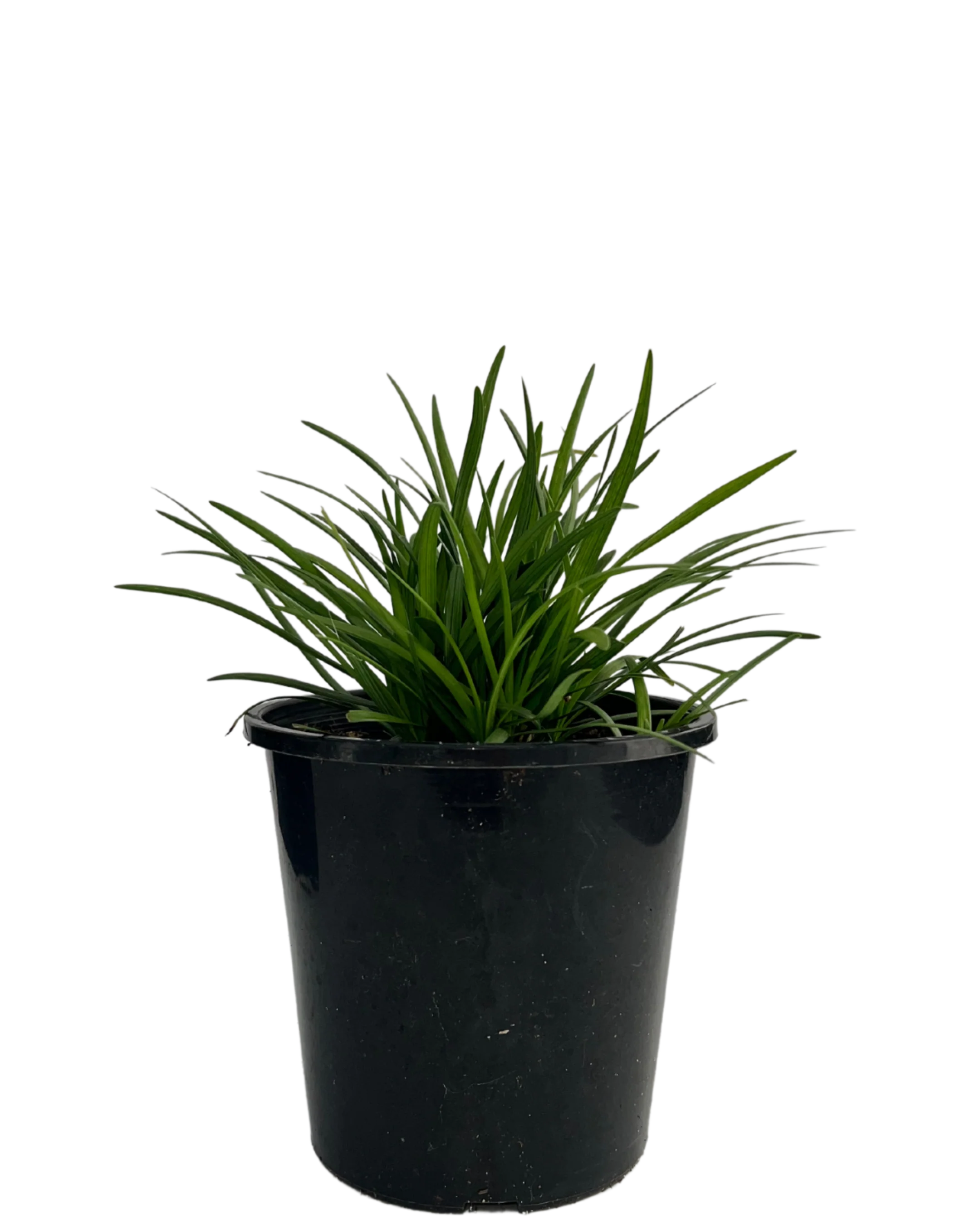 Liriope Isabella
