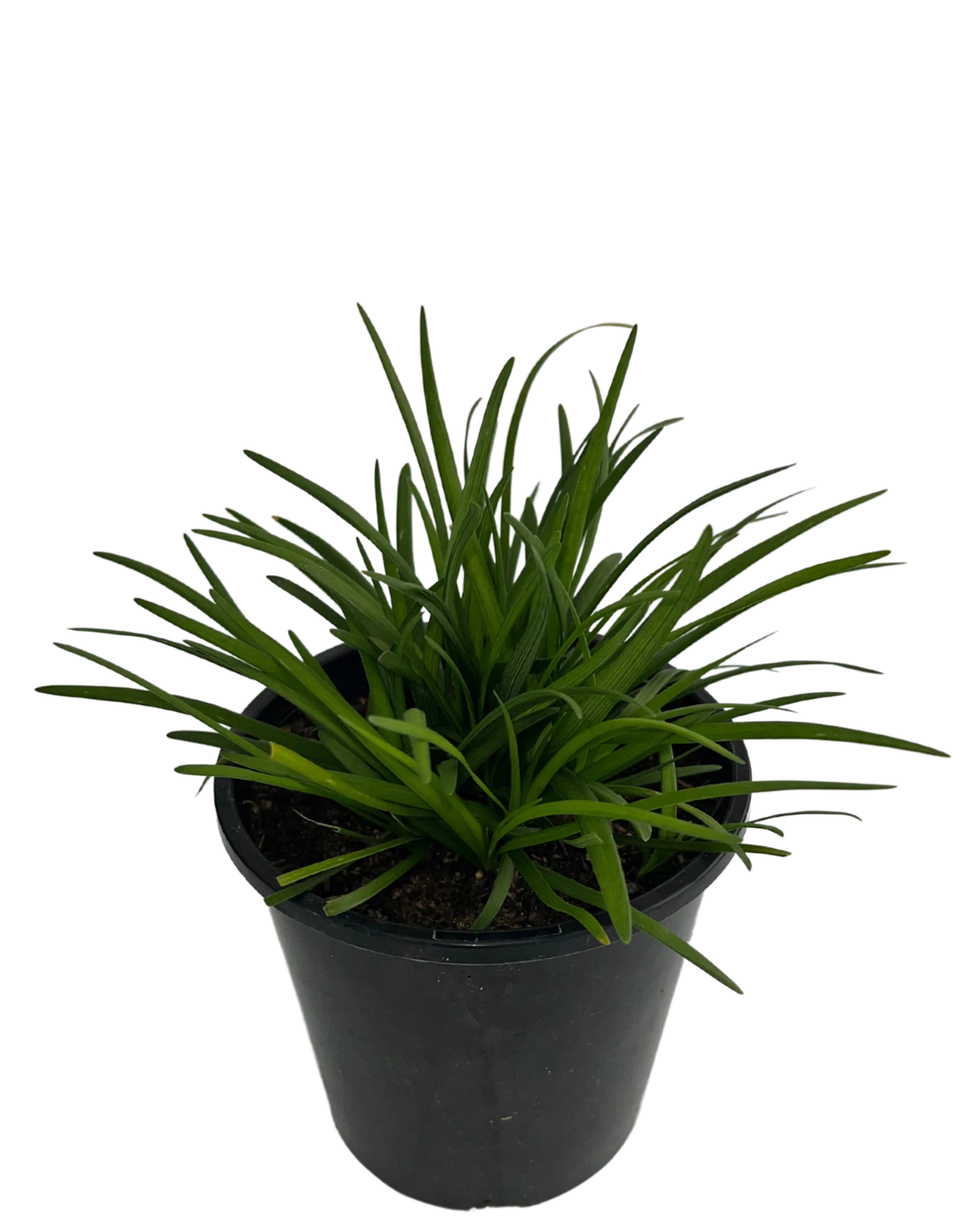 Liriope Isabella - Image 2