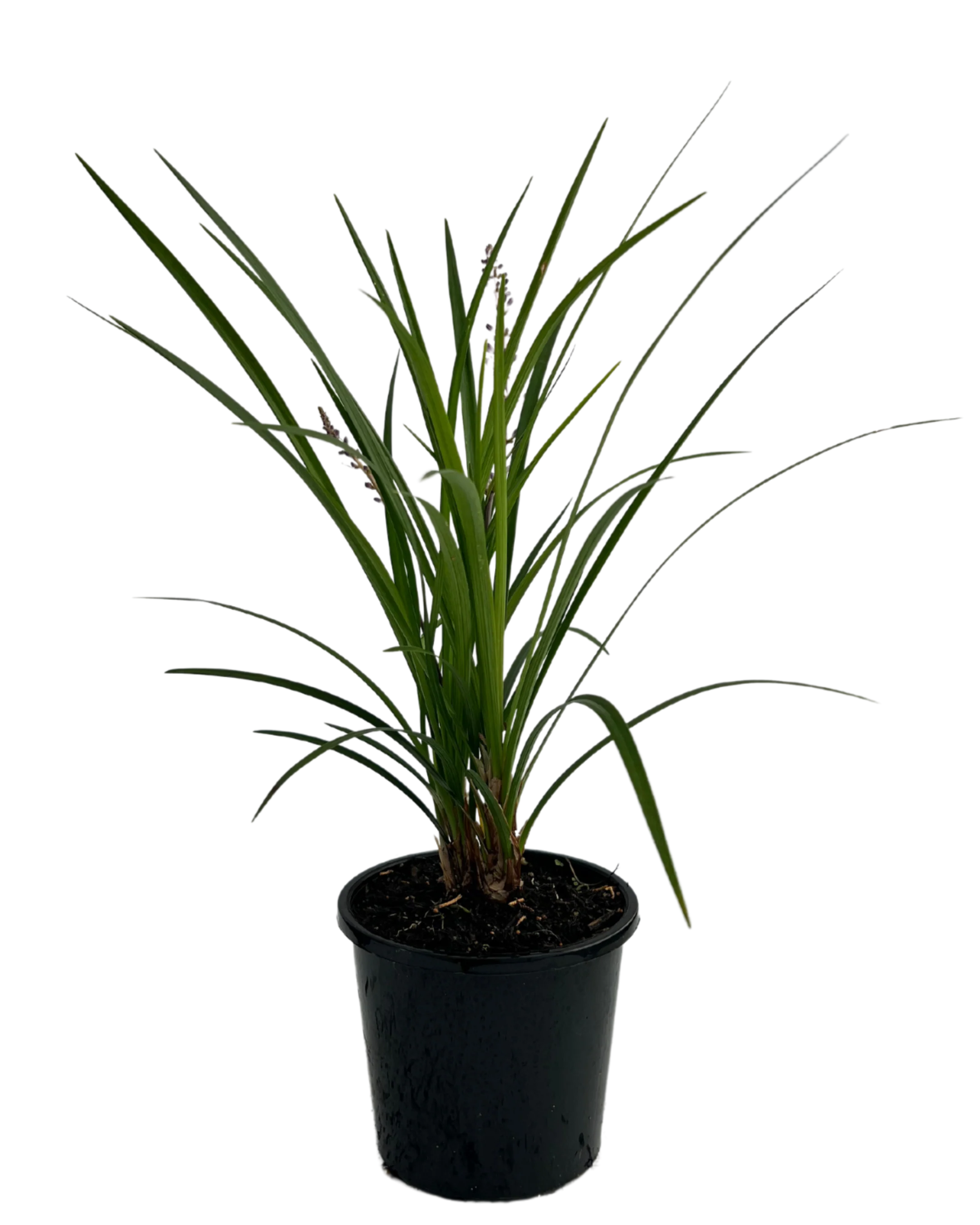Liriope Just Right