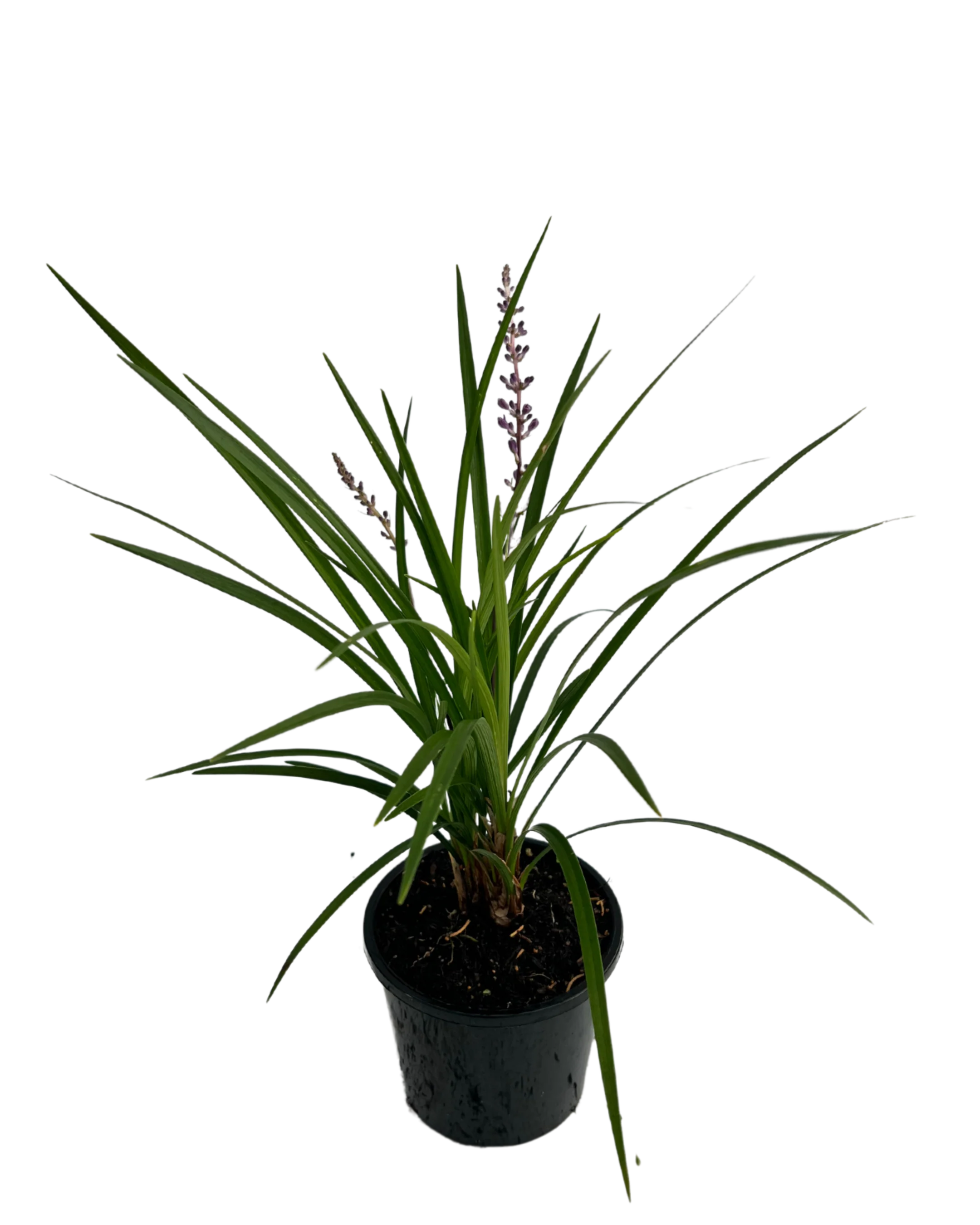 Liriope Just Right - Image 2