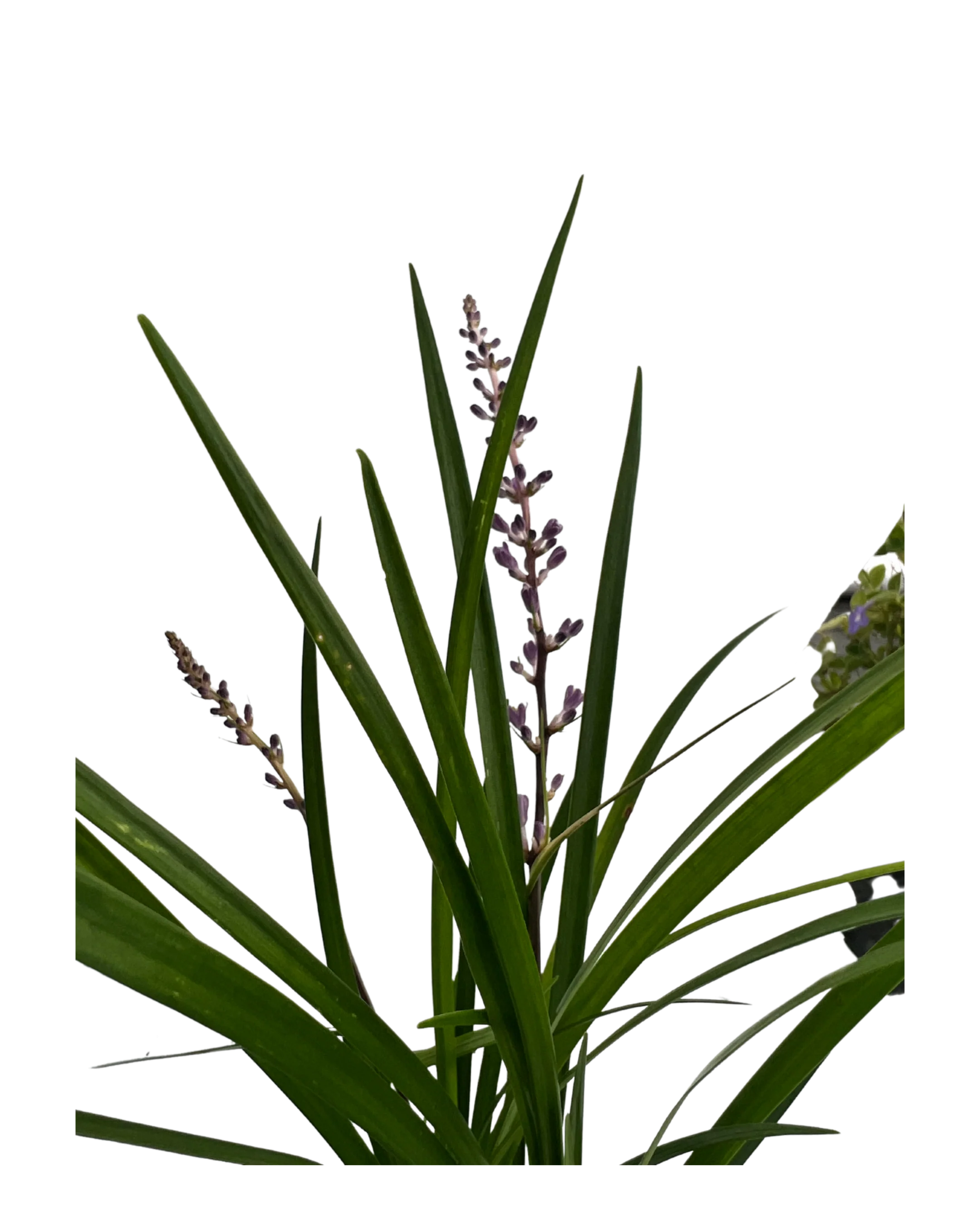 Liriope Just Right - Image 3