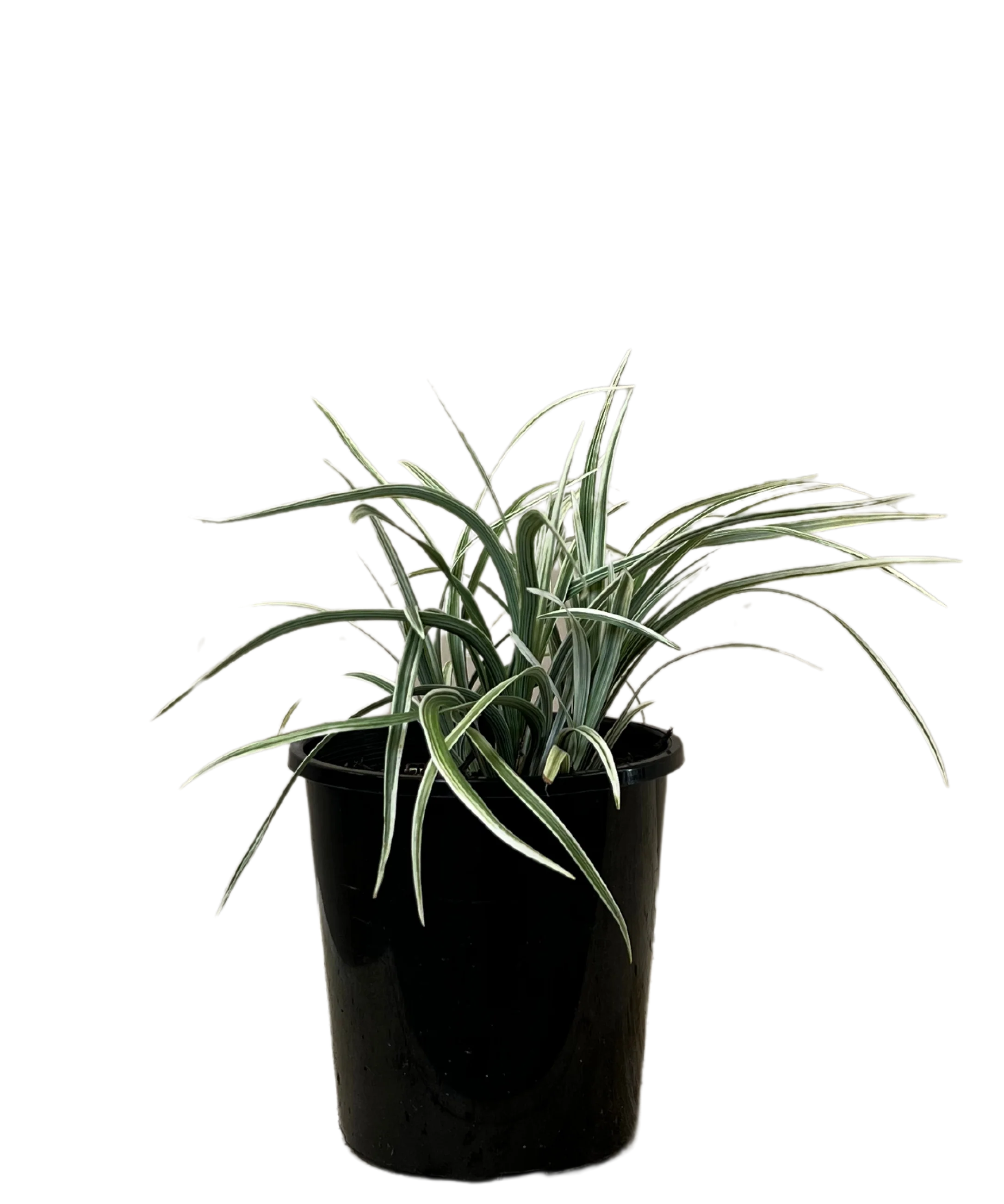 Liriope Silver Lawn