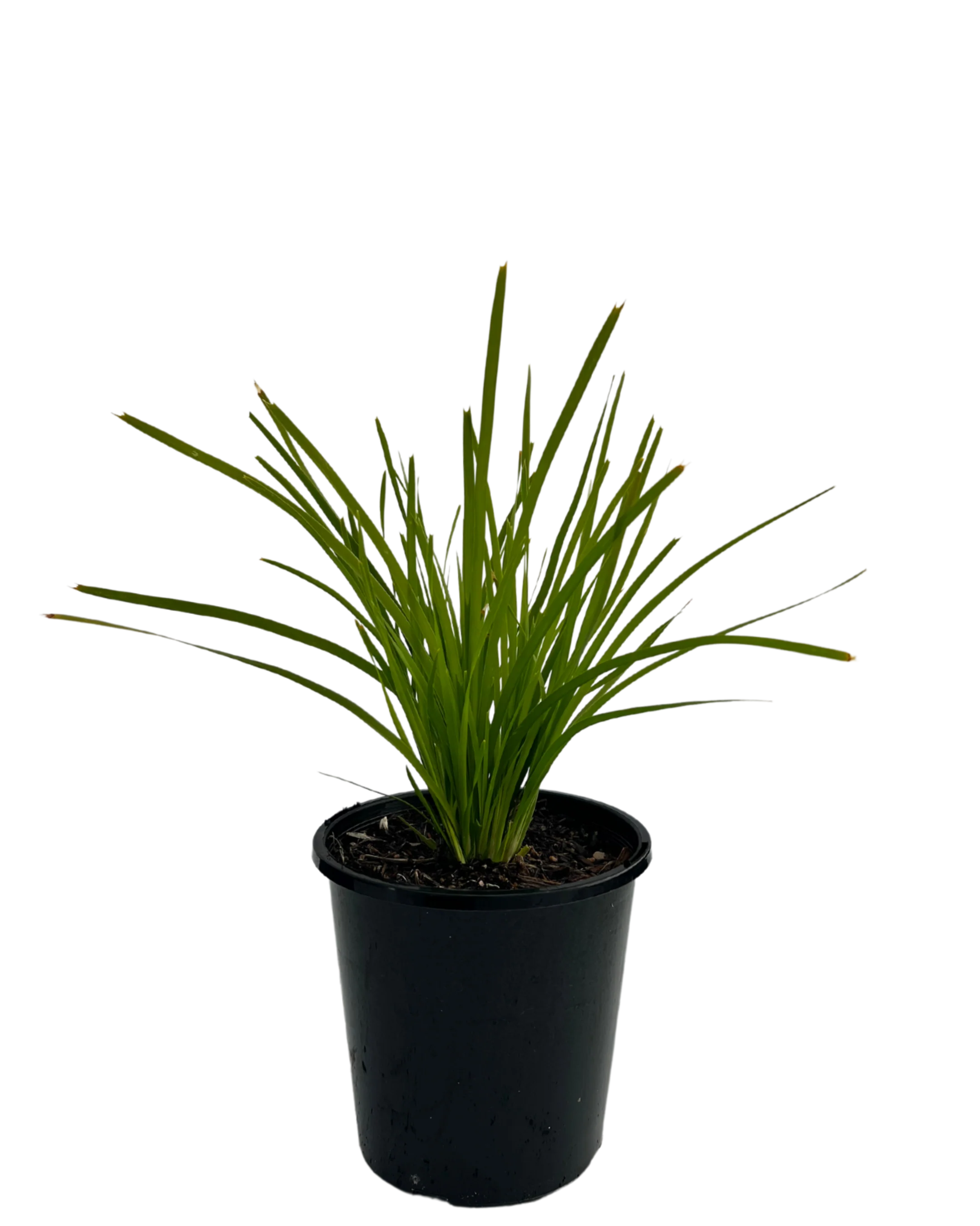 Lomandra Lime Tuff